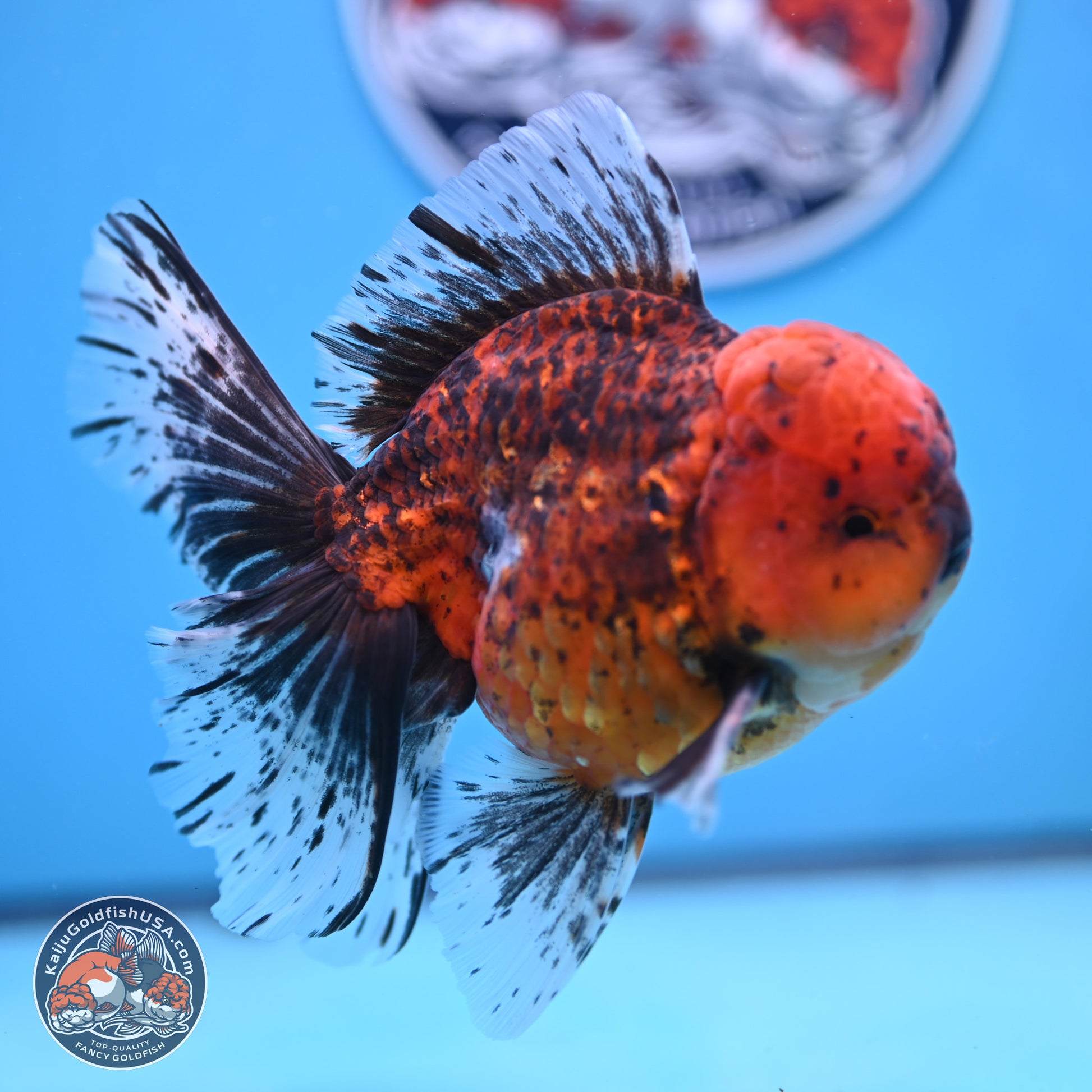 Tiger Rose Tail Oranda 6 inches - Male (241129_OR12) - Kaiju Goldfish USA