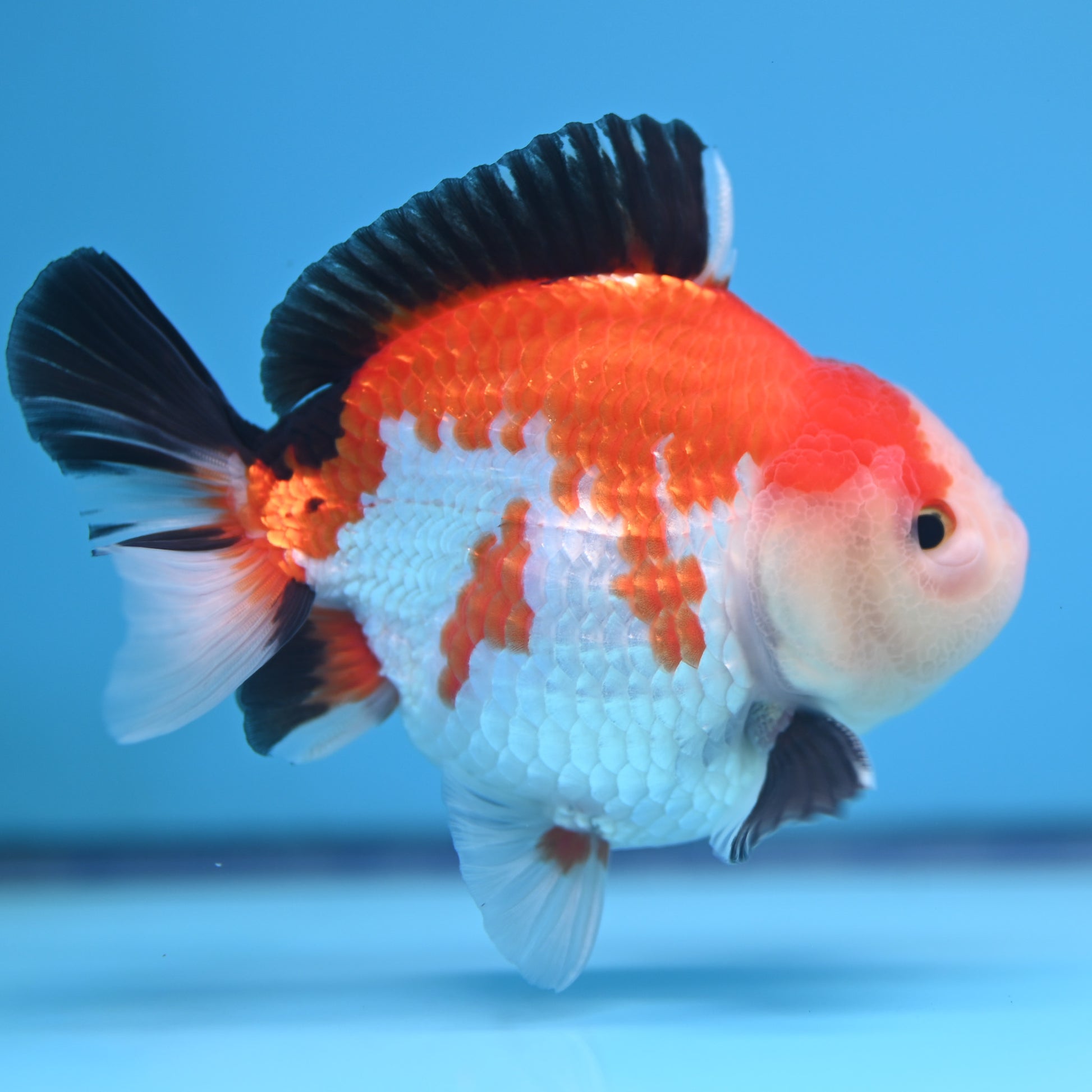 Tricolor Oranda 3.5-4 inches (241011_OR12) - Kaiju Goldfish USA