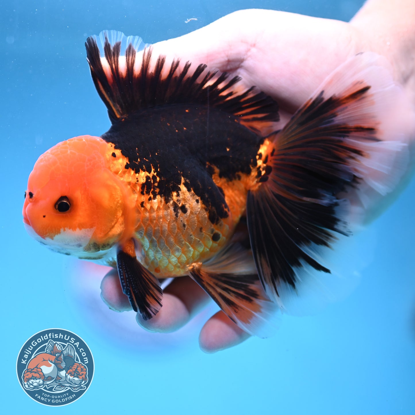 Butterfly Tail Apache Oranda 4 inch Body (250919_OR12)