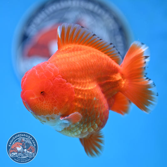 Red White YuanBao Oranda 3.75 inches Body (250516_OR12)