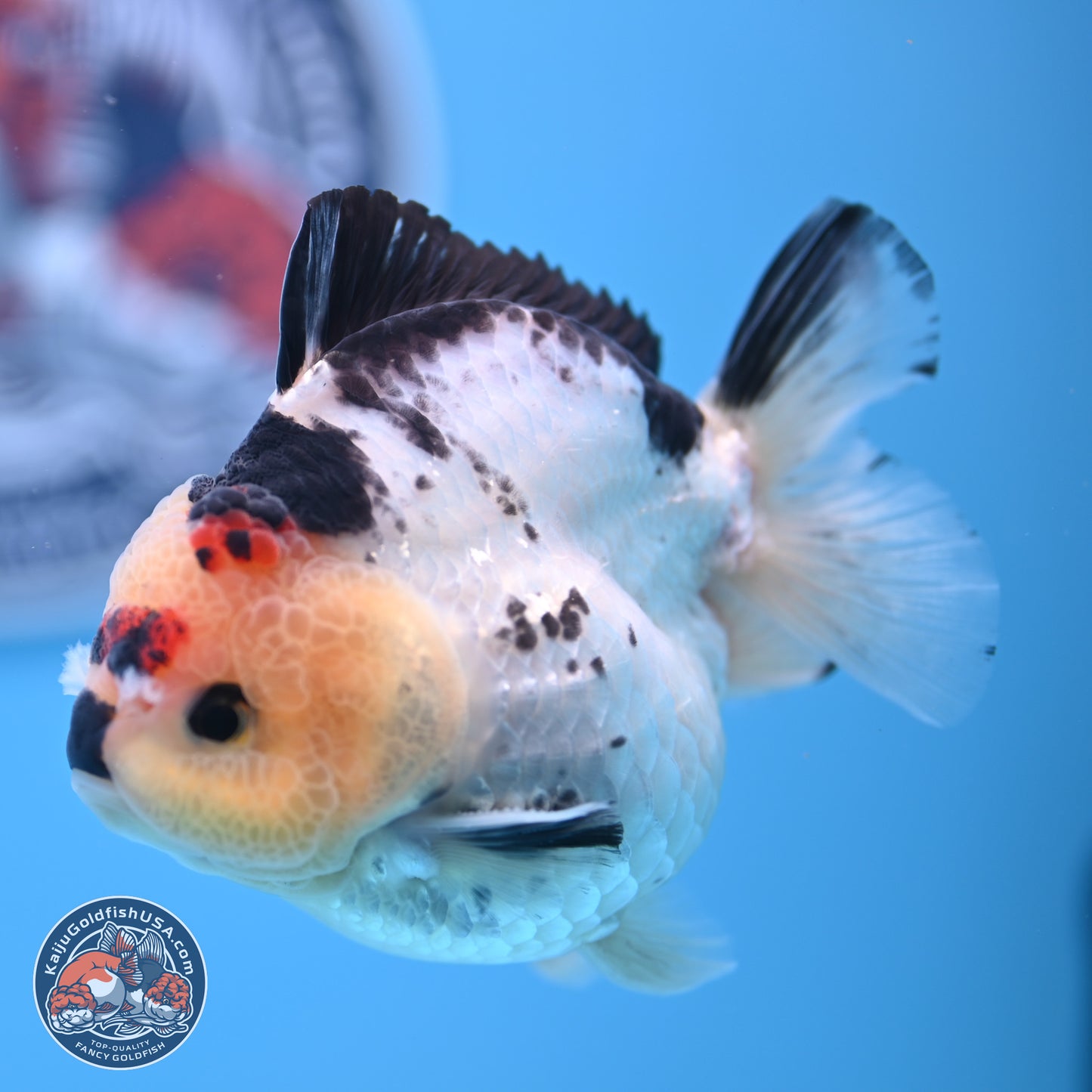 Tricolor YuanBao Oranda 3.5in Body (240816_OR12) - Kaiju Goldfish USA