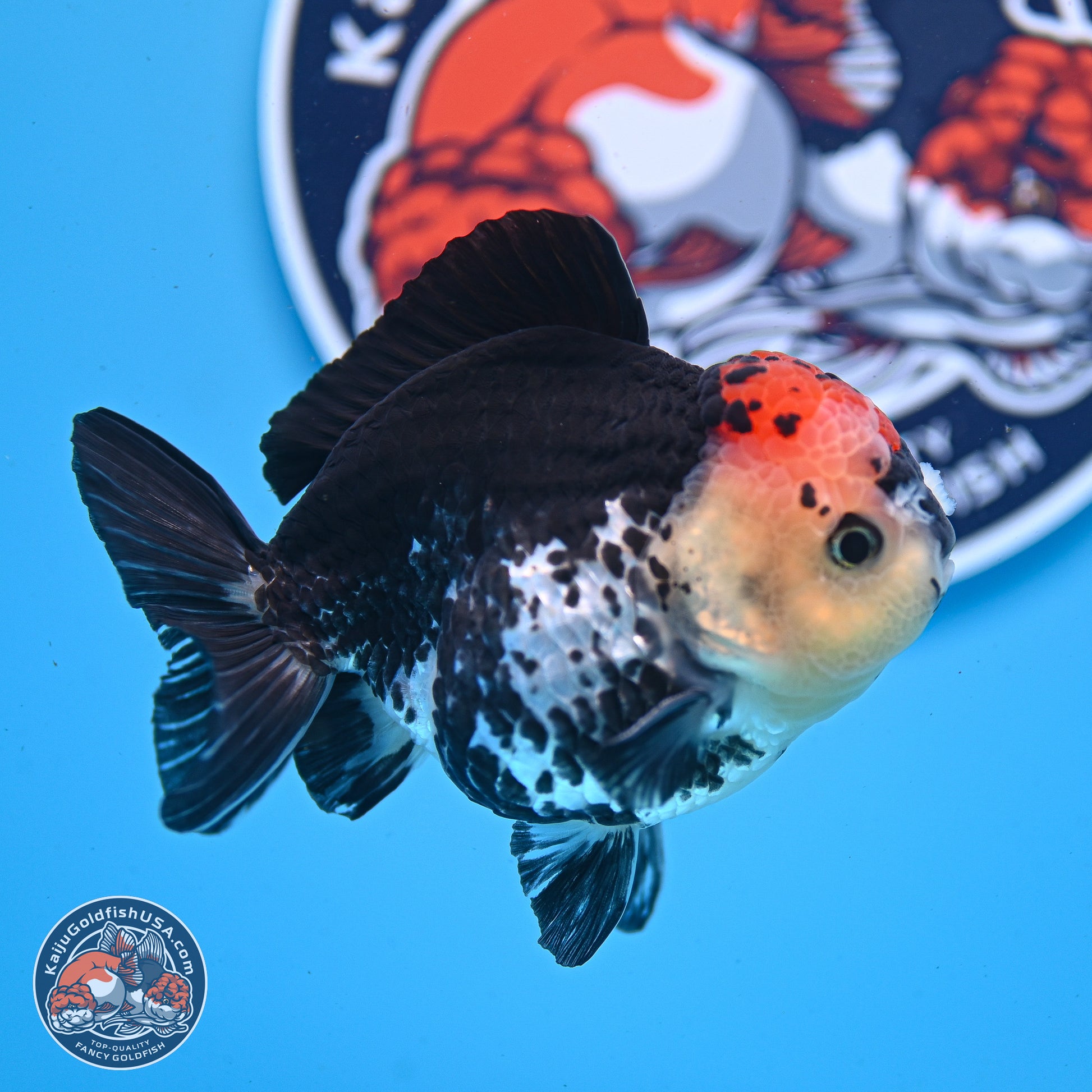 Tricolor YuanBao Oranda 3.5in Body (240830_OR12) - Kaiju Goldfish USA