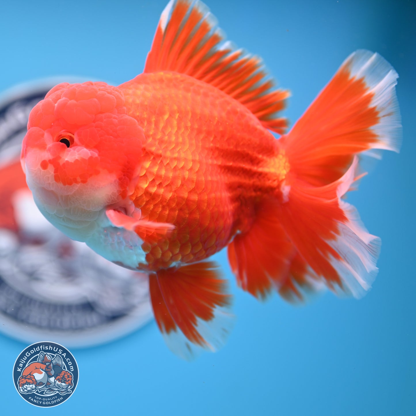 SHOW GRADE - Red White Orchid Tail Oranda 4.5 inches Body - Male (250214_OR12)