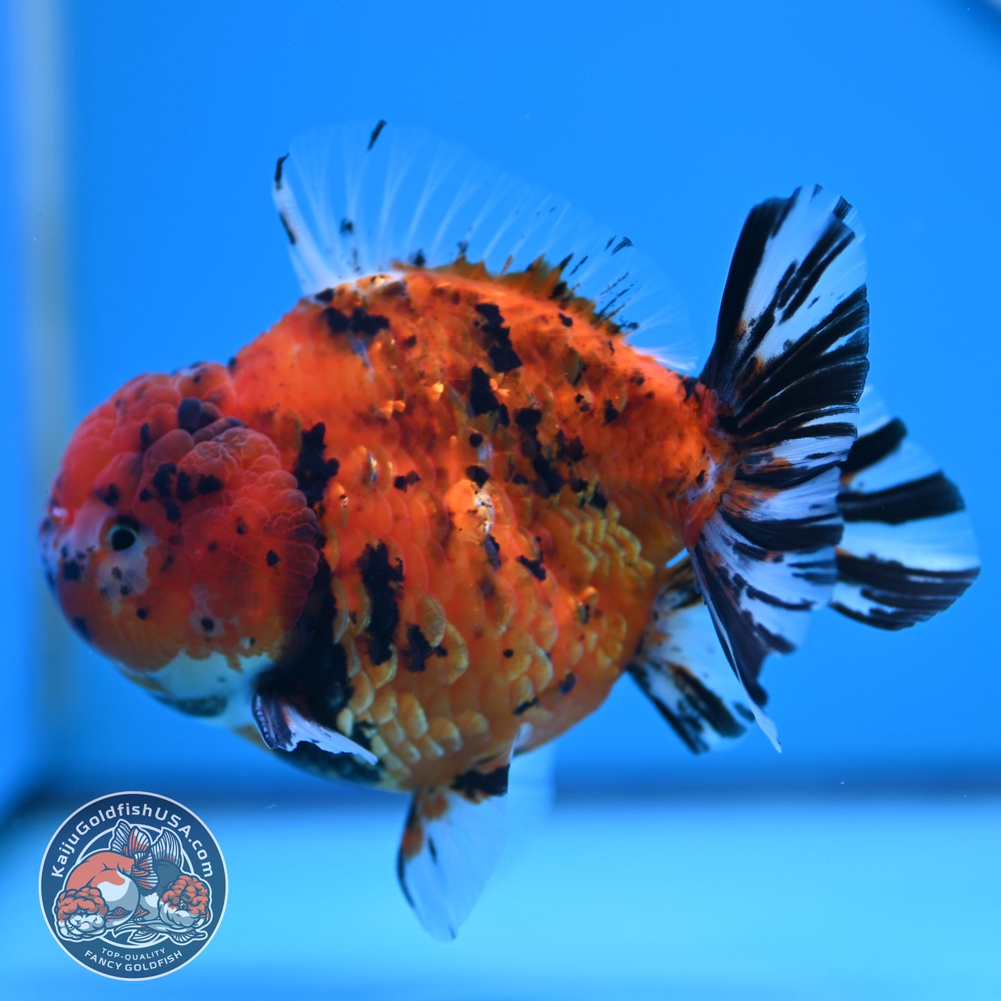 Shogun Tiger Oranda 4 inches Body - Male (250418_OR12)