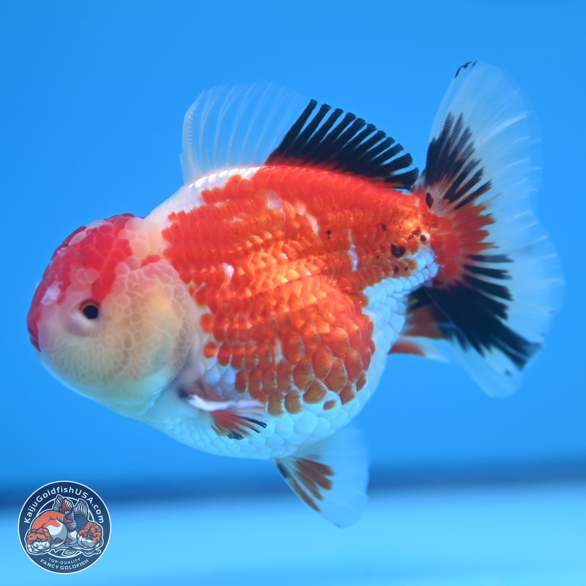 Tricolor Oranda 3.5 inches Body - Male (241227_OR12) - Kaiju Goldfish USA