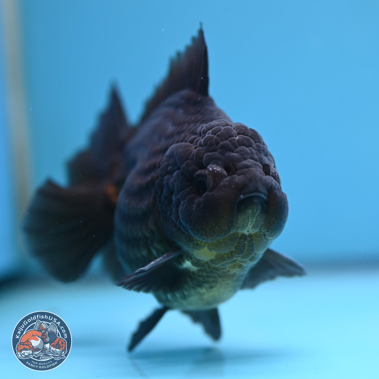Black YuanBao Oranda 4 inches Body - Male (250307_OR12)