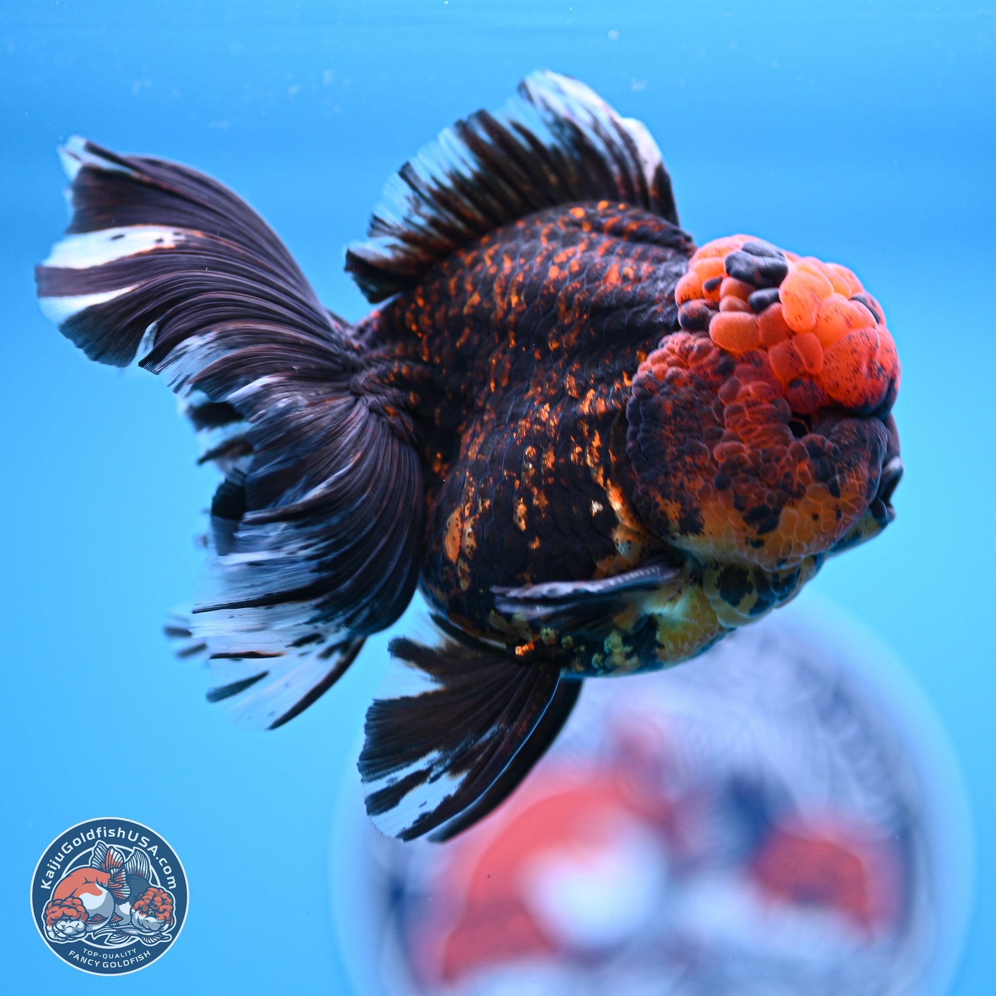 Heavy Ink Tiger Rose Tail Oranda 4-5.5 inches (240920_OR12) - Kaiju Goldfish USA