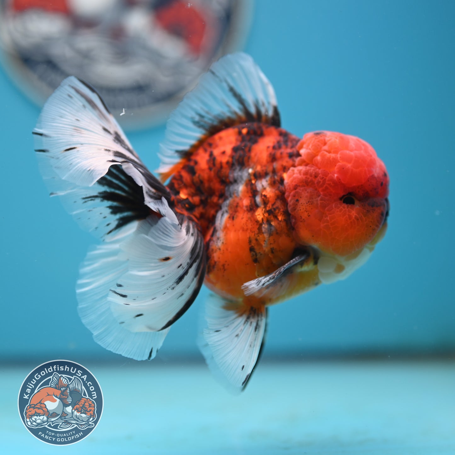Tricolor Tiger Rose Tail Oranda 4 inches Body (250502_OR12)