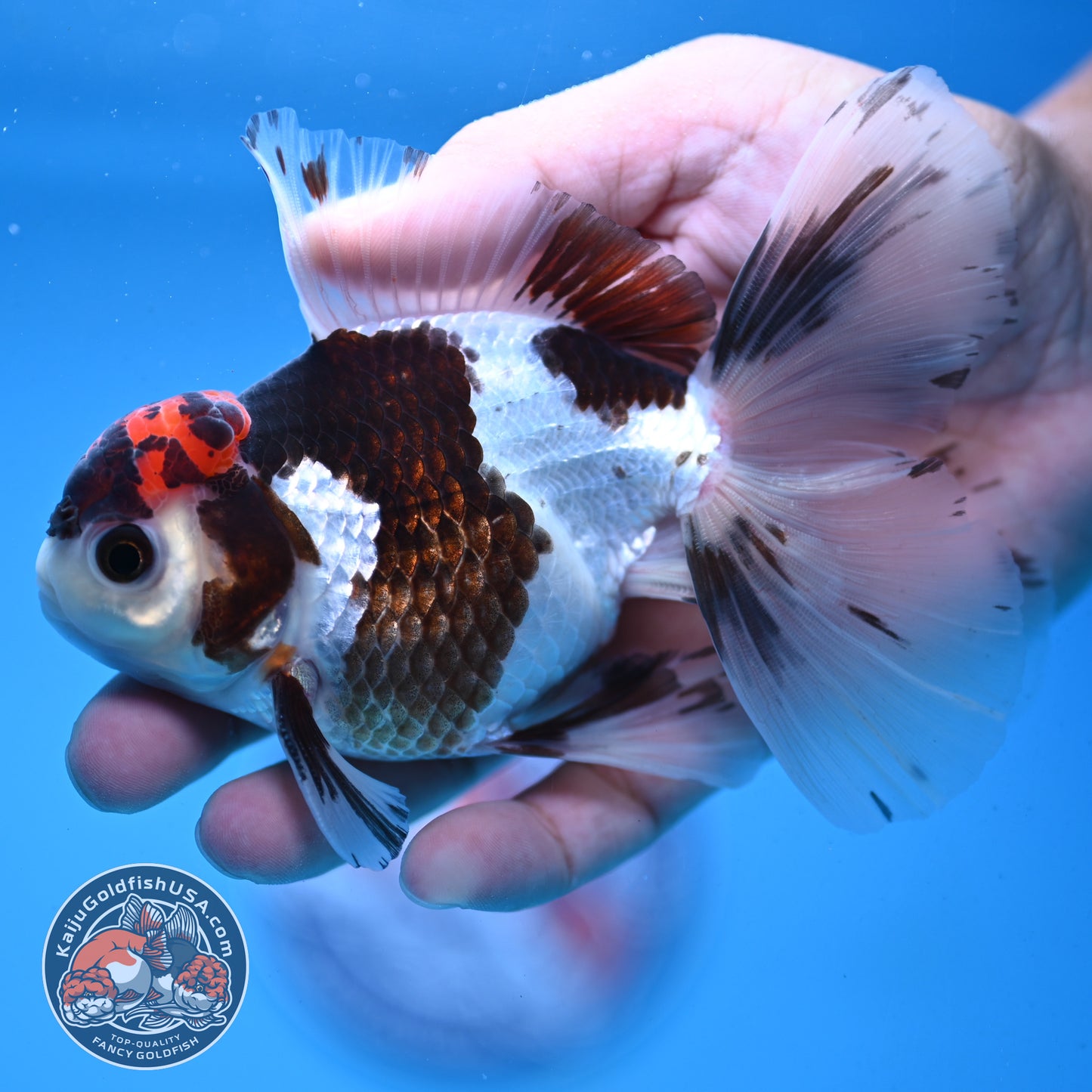 Tricolor Rose Tail Oranda 4 inch Body (251003_OR12)