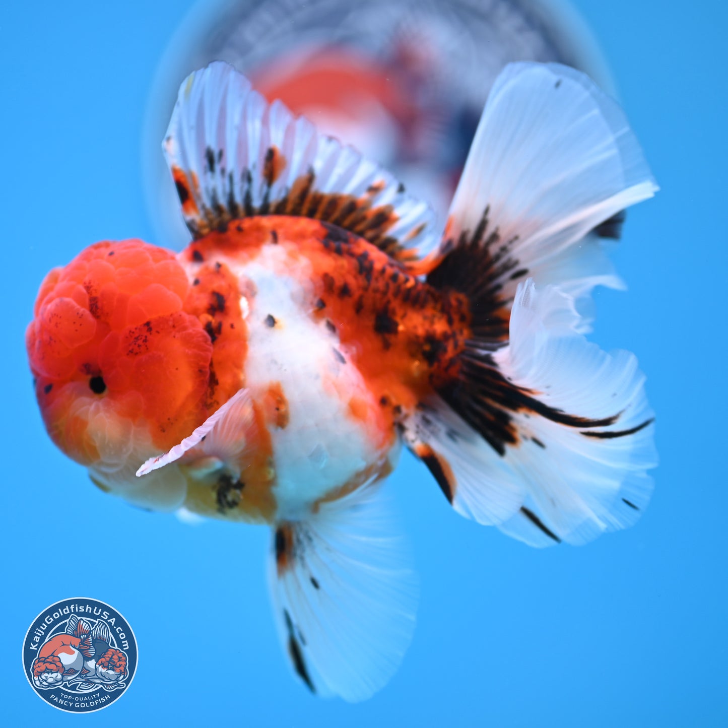 Tricolor Sakura Rose Tail Oranda 3.5 inches Body - Male (250314_OR12)