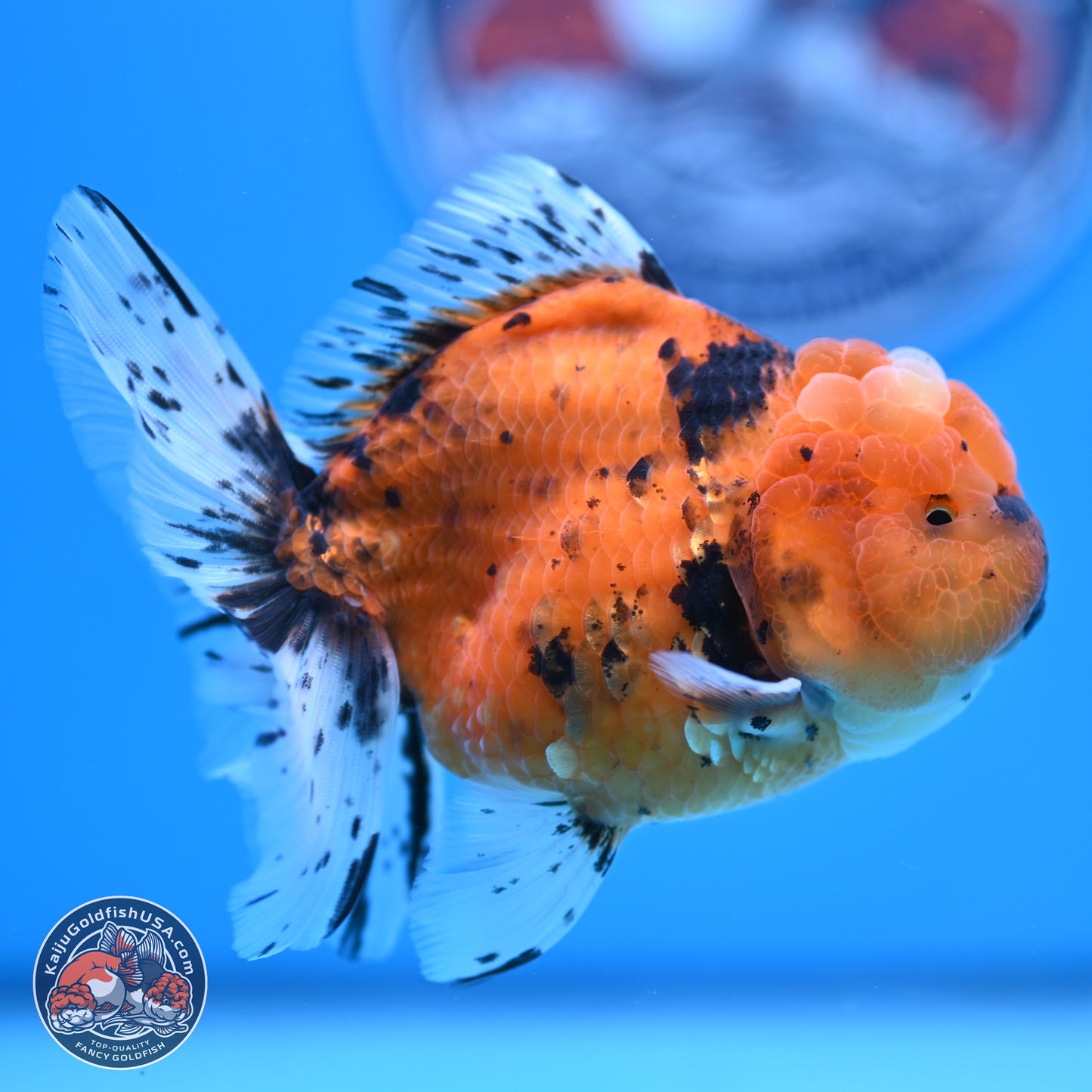 Shogun Tiger Rose Tail Oranda 3.5in Body (240802_OR12) - Kaiju Goldfish USA