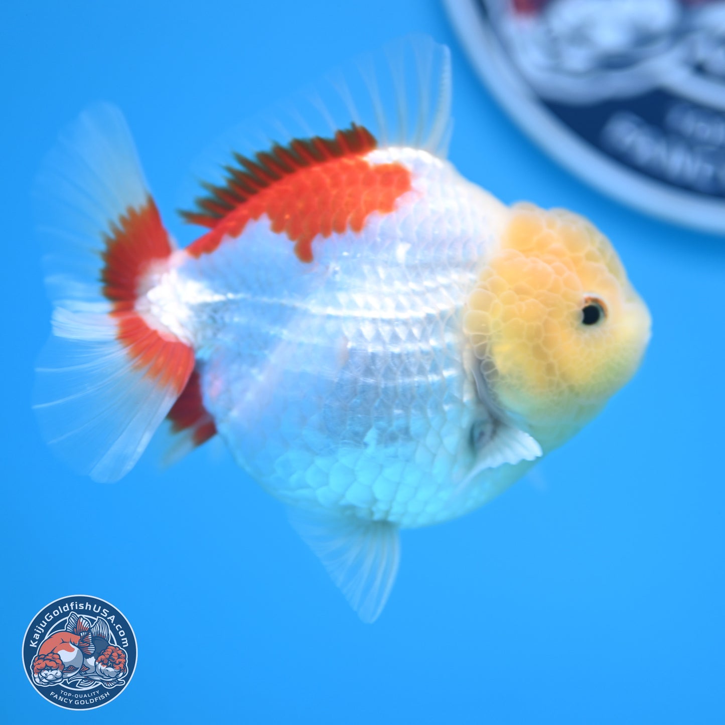 Lemon Head Red White YuanBao Oranda 4 inches (241018_OR12)