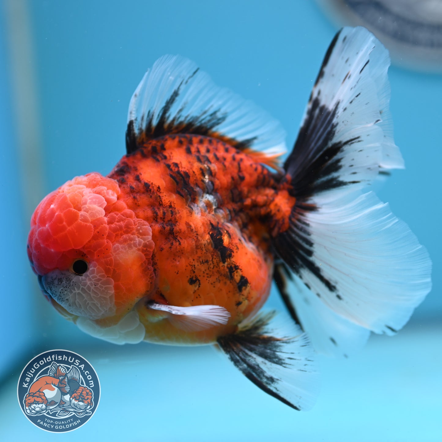 Tricolor Tiger Rose Tail Oranda 4 inches Body (250502_OR12)