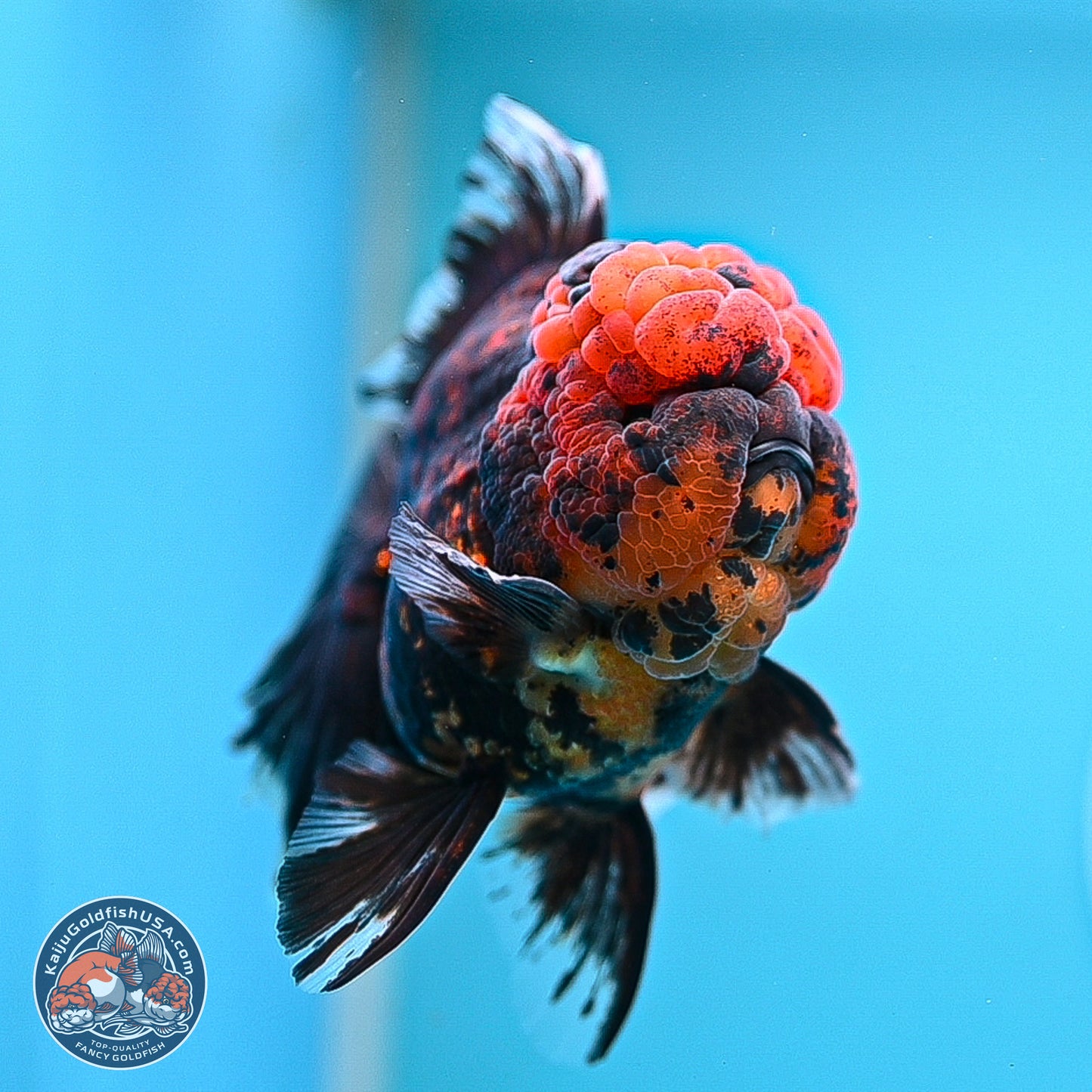 Heavy Ink Tiger Rose Tail Oranda 4-5.5 inches (240920_OR12) - Kaiju Goldfish USA