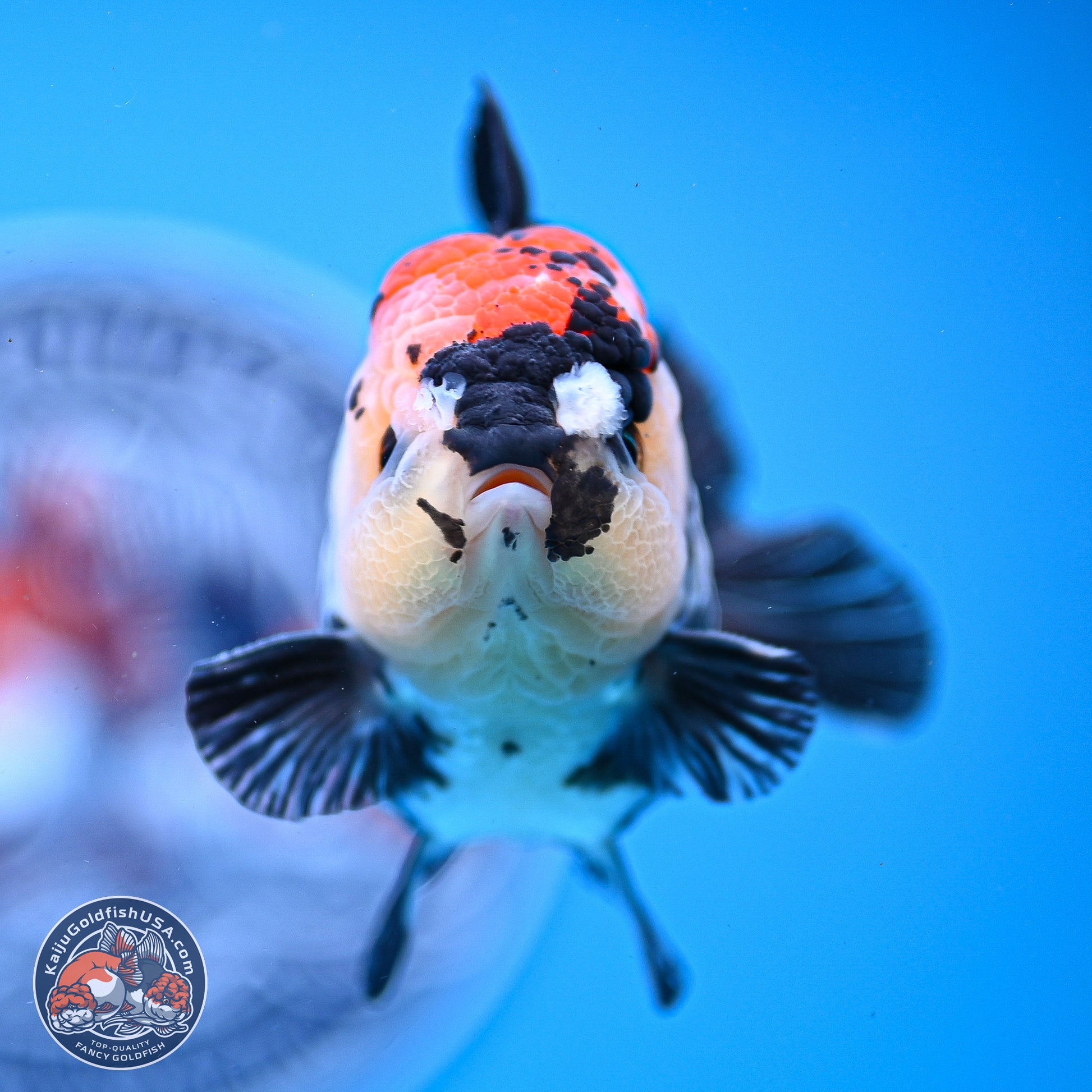 Tricolor YuanBao Oranda 3.5in Body (240830_OR12) - Kaiju Goldfish USA