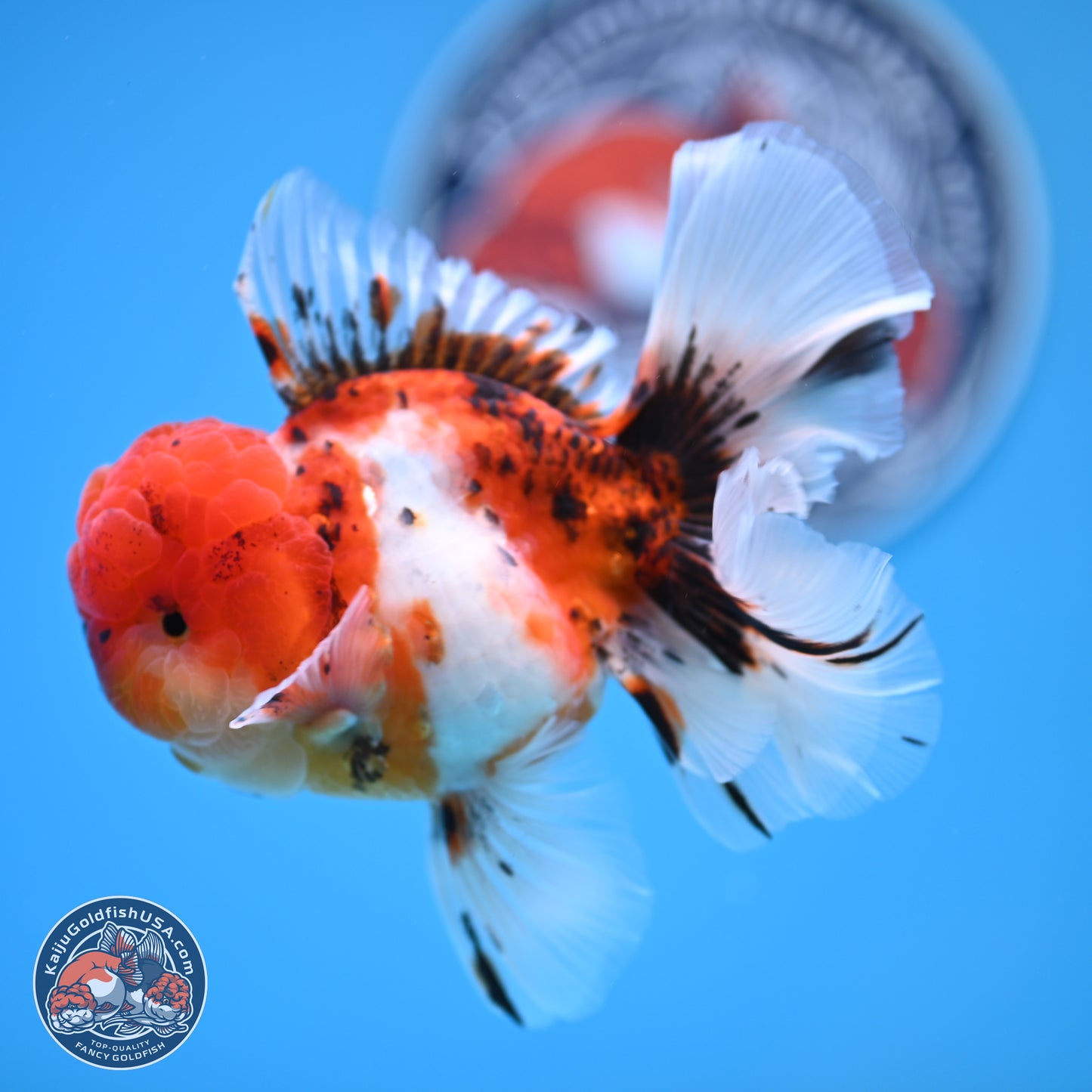 Tricolor Sakura Rose Tail Oranda 3.5 inches Body - Male (250314_OR12)