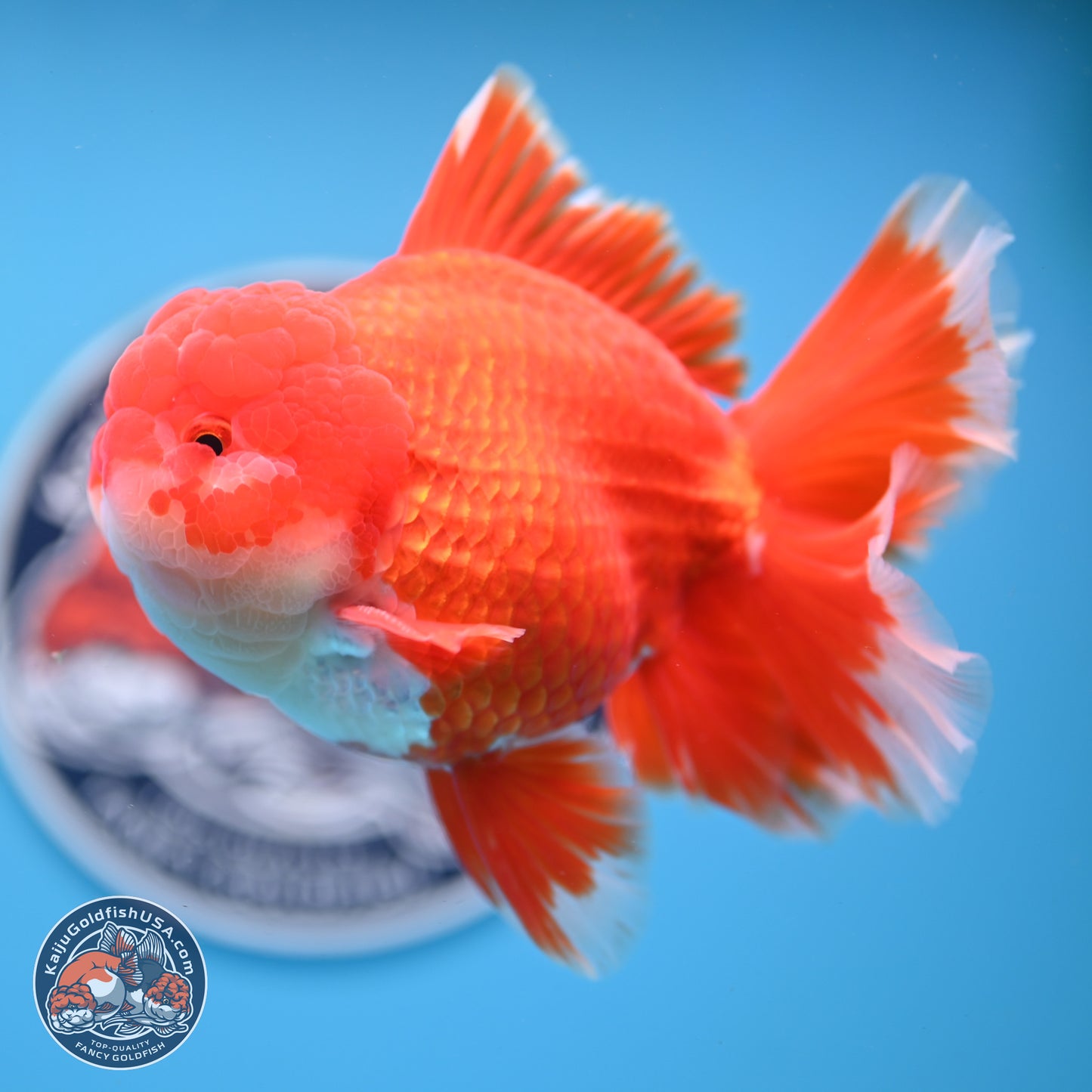 SHOW GRADE - Red White Orchid Tail Oranda 4.5 inches Body - Male (250214_OR12)