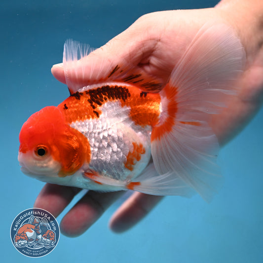 Tricolor Rosetail Oranda 3.5 inch Body (250926_OR12)