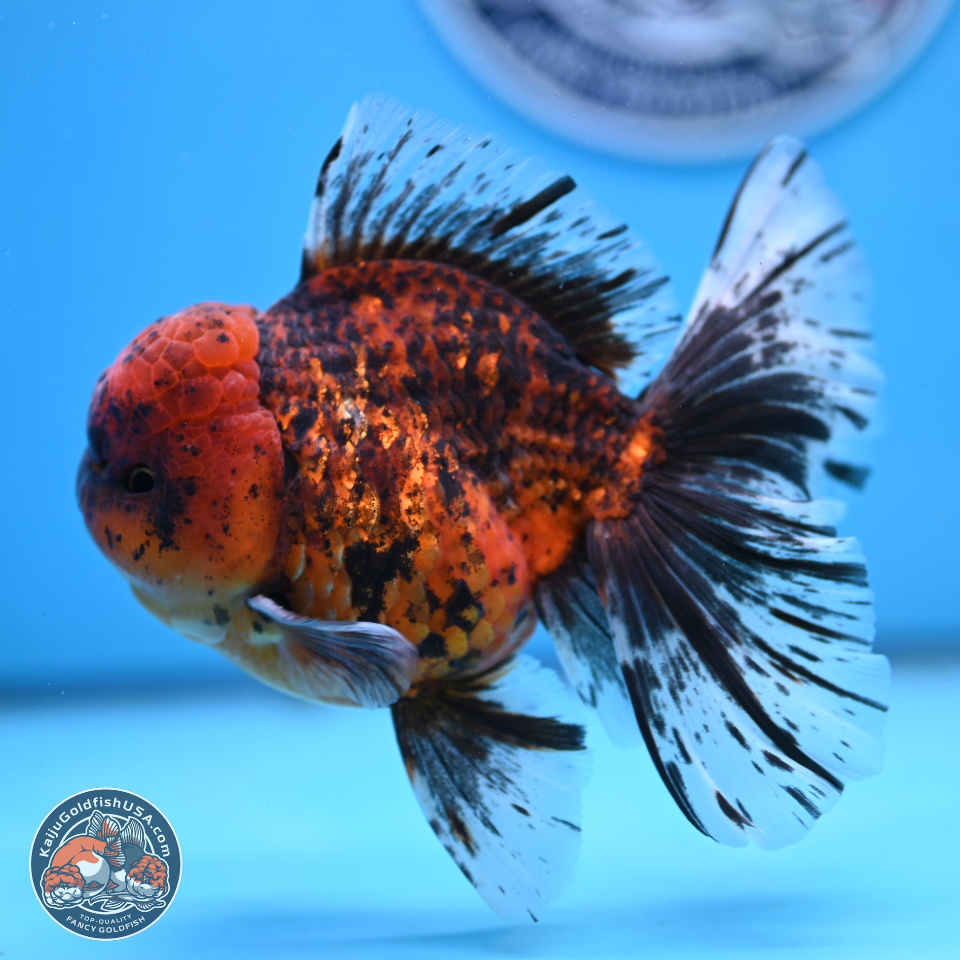 Tiger Rose Tail Oranda 6 inches - Male (241129_OR12) - Kaiju Goldfish USA