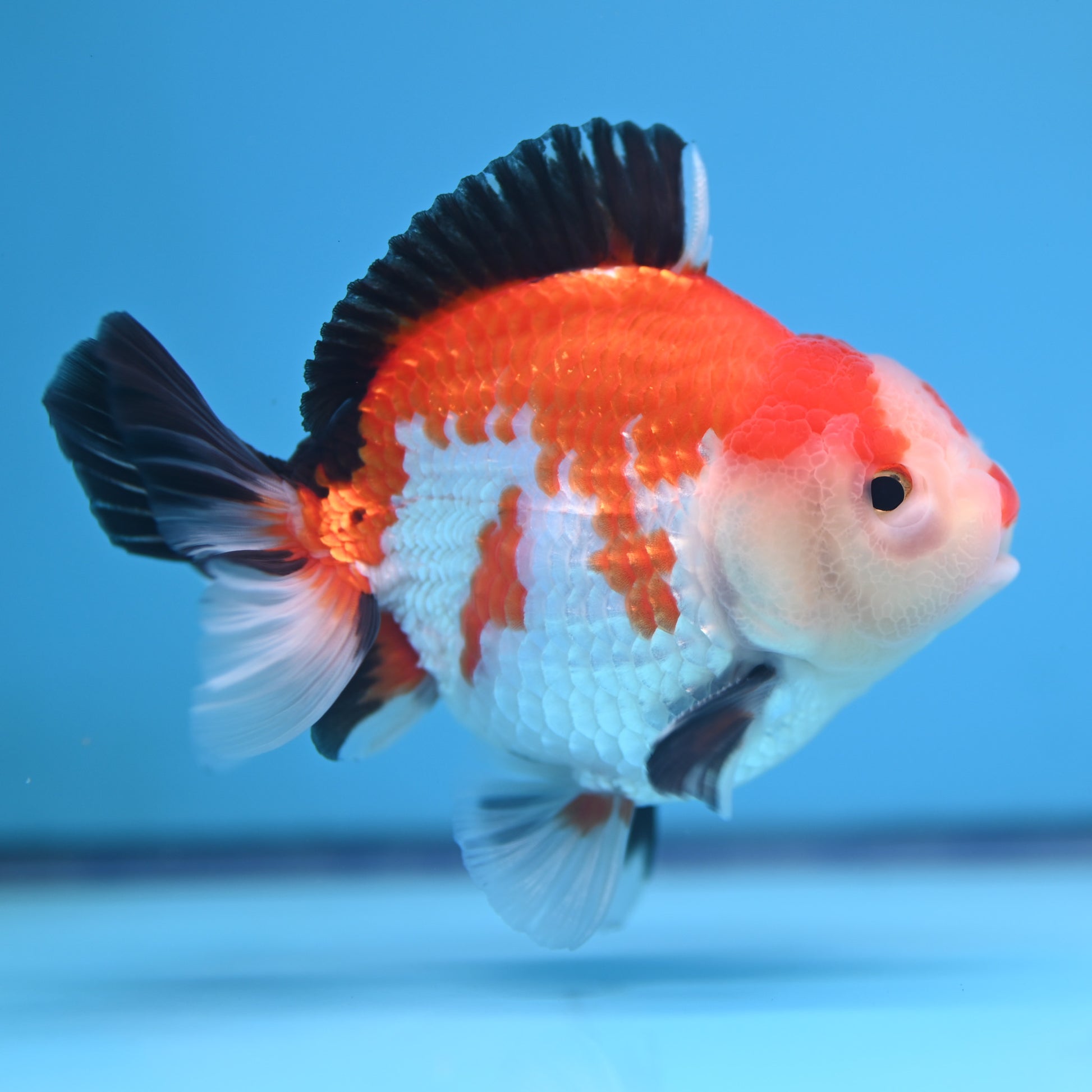 Tricolor Oranda 3.5-4 inches (241011_OR12) - Kaiju Goldfish USA