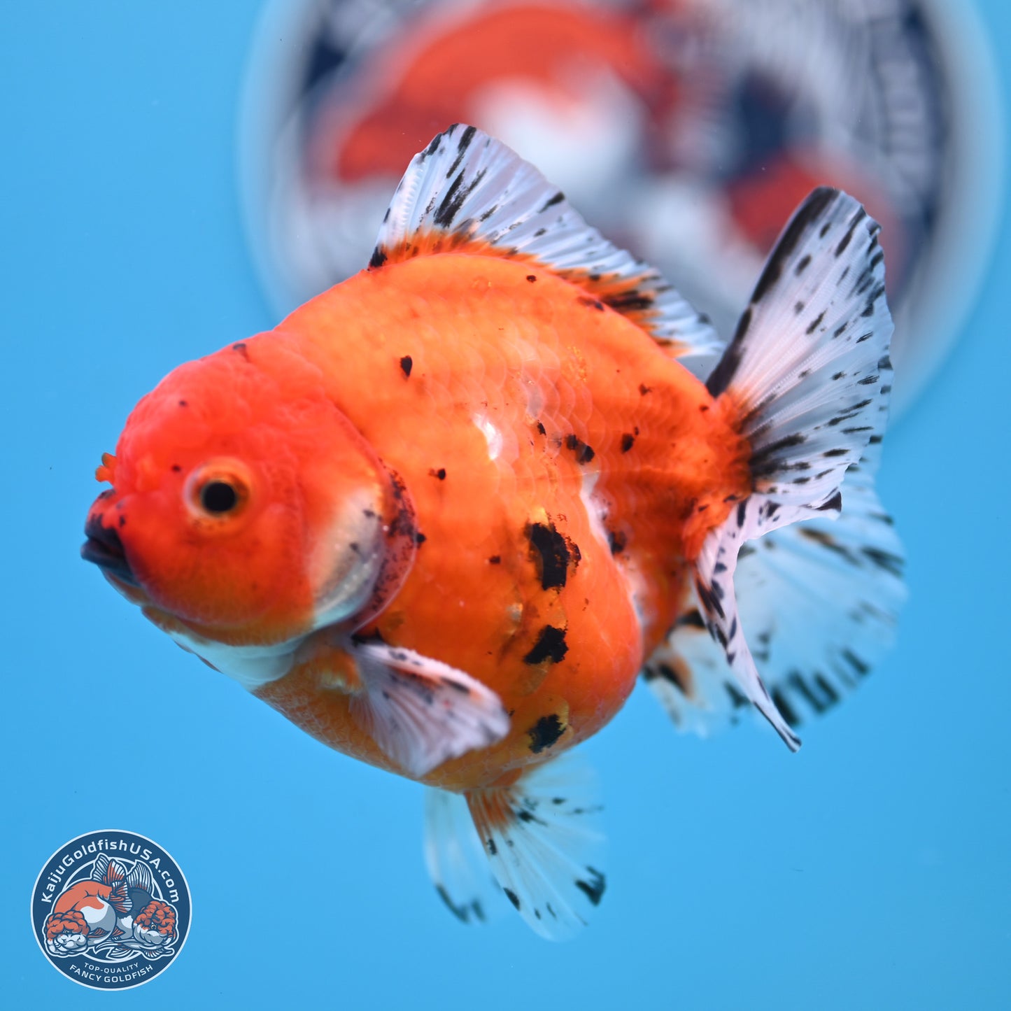 Shogun Tricolor Sakura Oranda 3.75 inches Body - Male (250131_OR12)