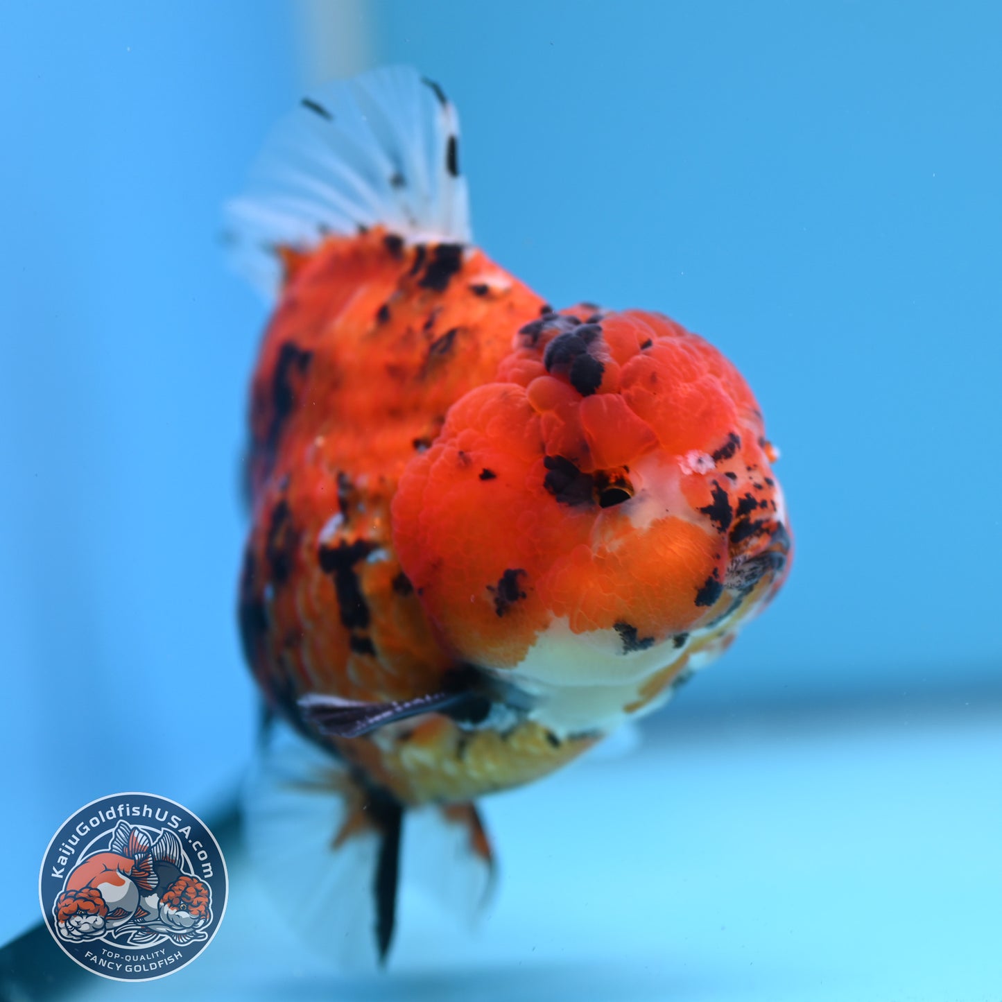 Shogun Tiger Oranda 4 inches Body - Male (250418_OR12)