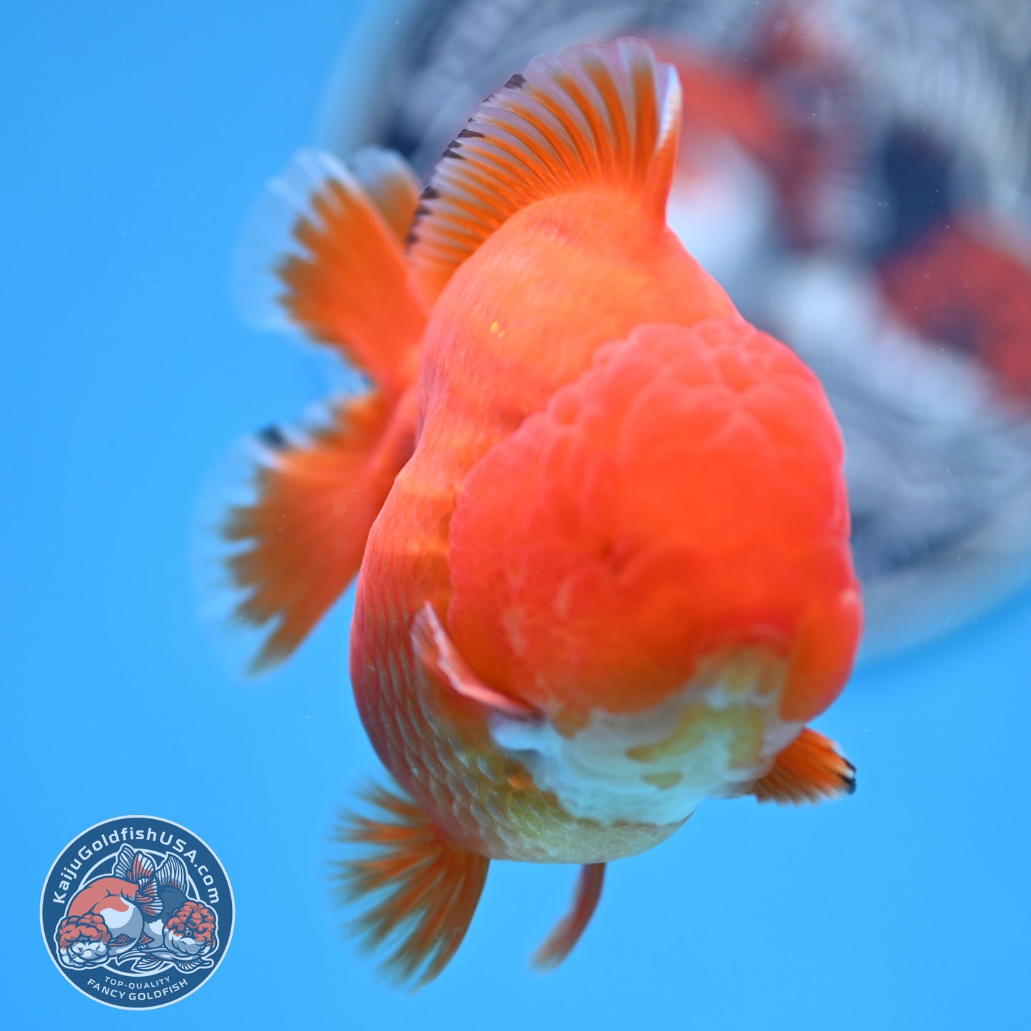 Red White YuanBao Oranda 3.75 inches Body (250516_OR12)