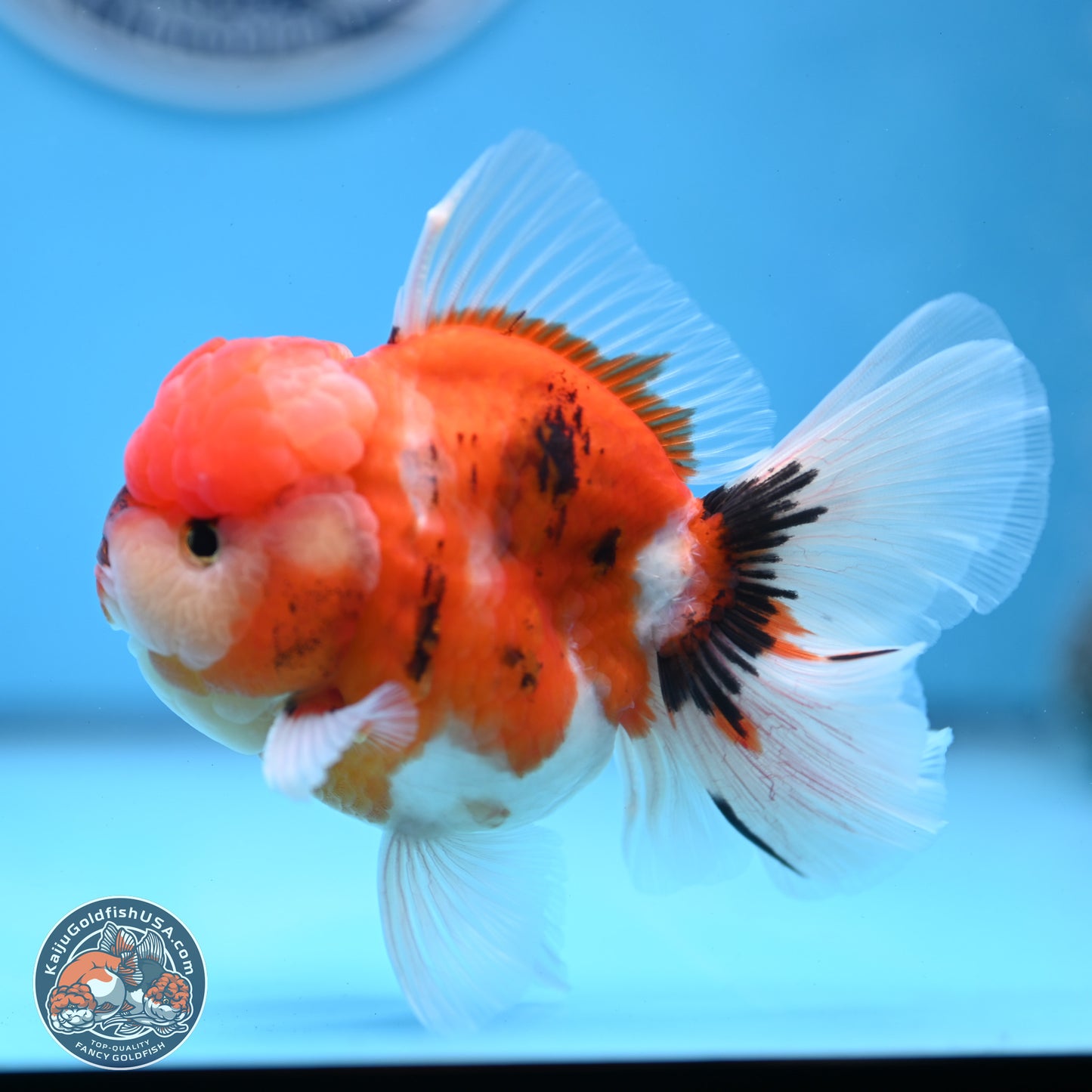 Tricolor Sakura Rose Tail Oranda 3.5 inches Body - Male(250228_OR12)
