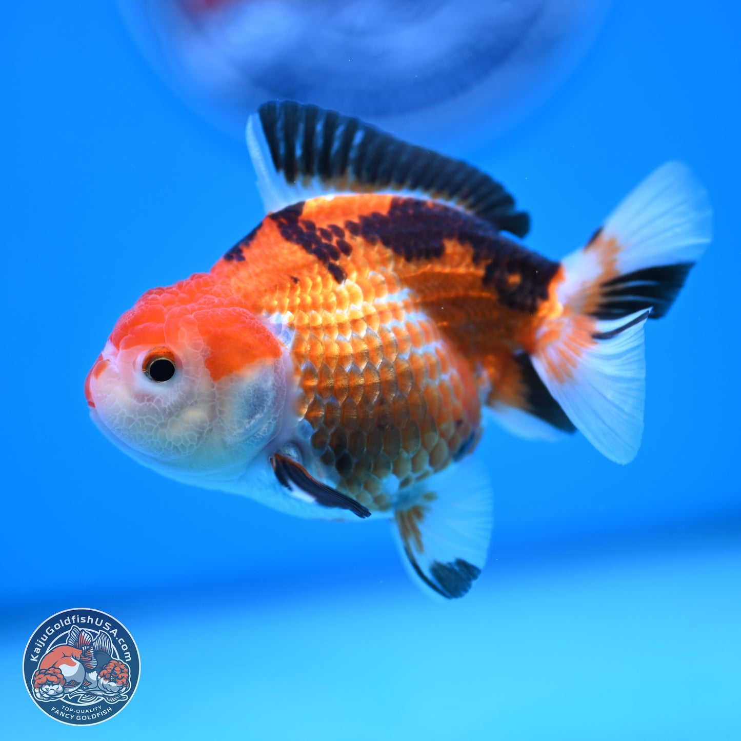 Tricolor Deer Spots Oranda 3.5-4 inches (241004_OR12) - Kaiju Goldfish USA