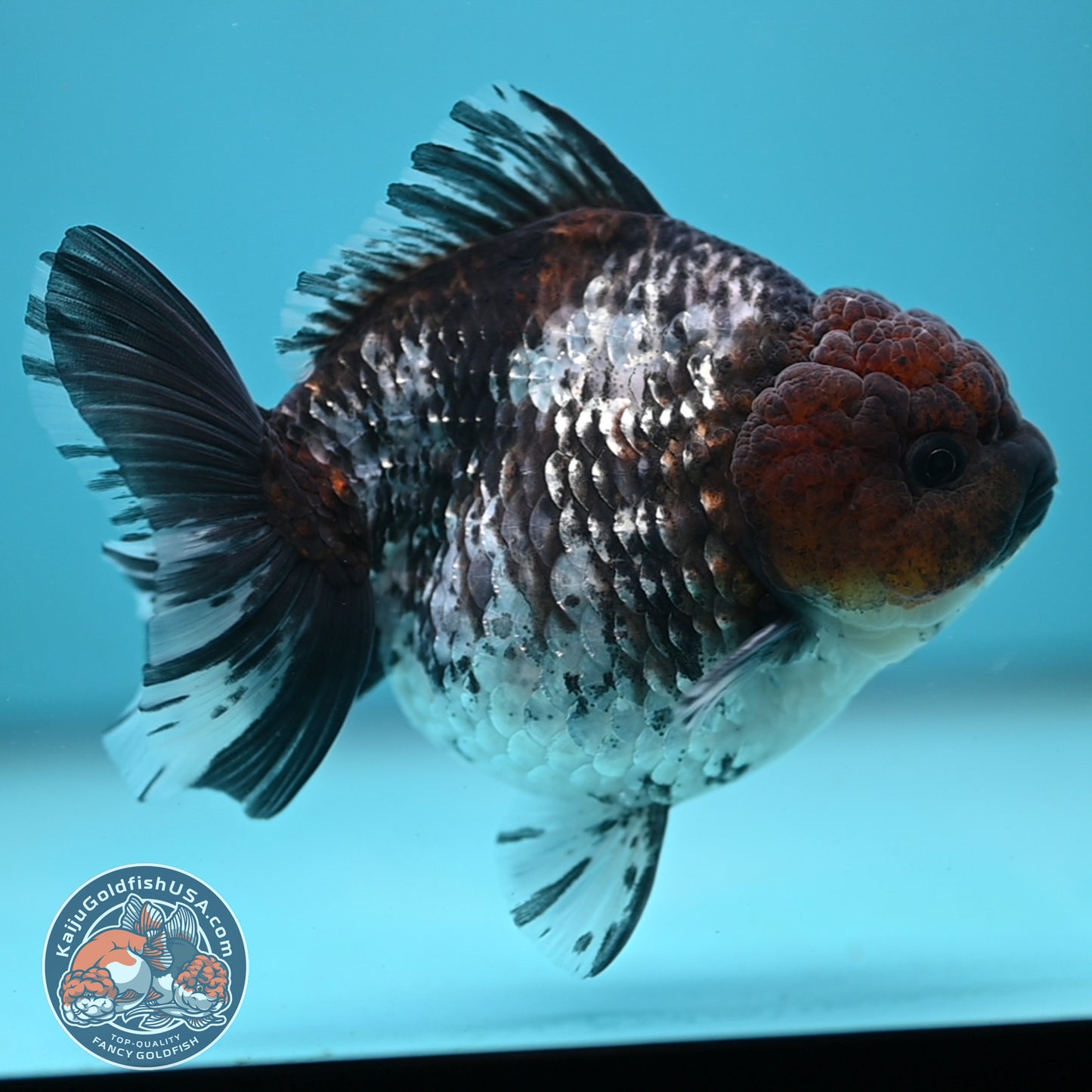 Shogun White Tiger Oranda 4 inches Body (250606_OR12)