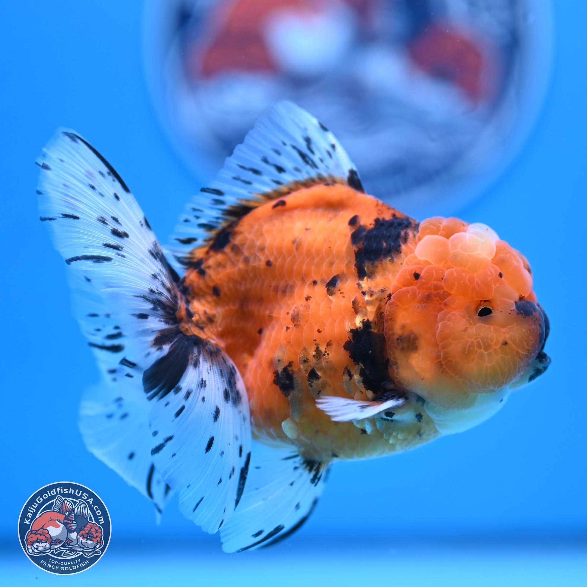 Shogun Tiger Rose Tail Oranda 3.5in Body (240802_OR12) - Kaiju Goldfish USA