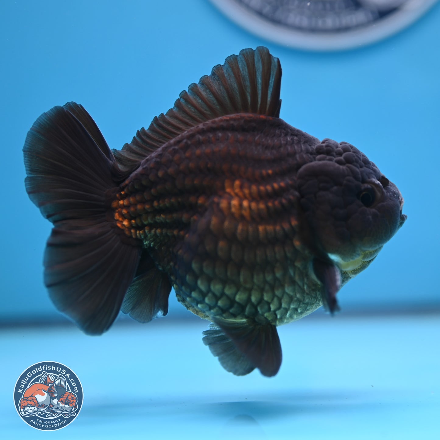 Black YuanBao Oranda 4 inches Body - Male (250307_OR12)