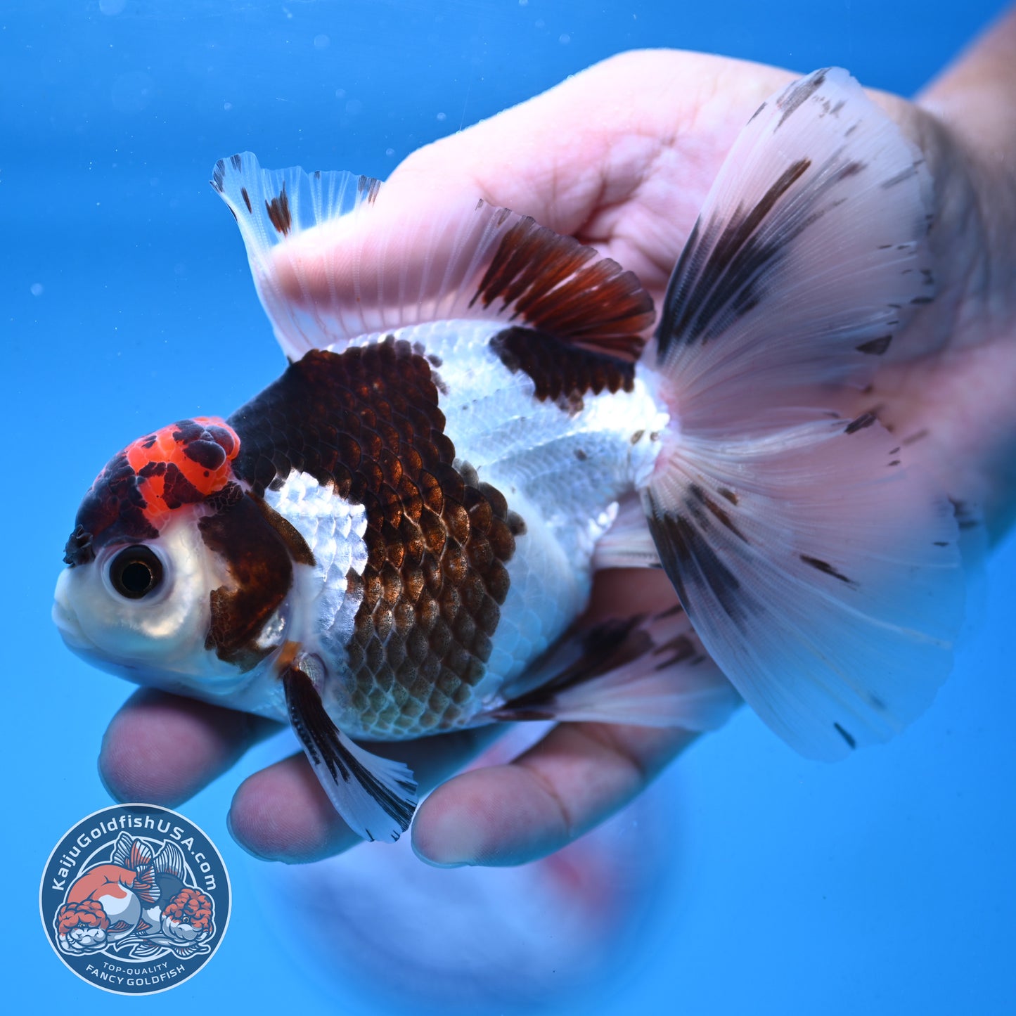 Tricolor Rose Tail Oranda 4 inch Body (251003_OR12)
