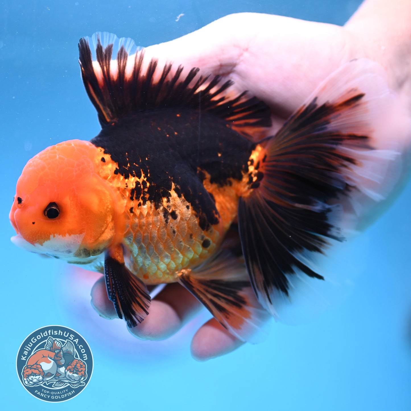 Butterfly Tail Apache Oranda 4 inch Body (250919_OR12)