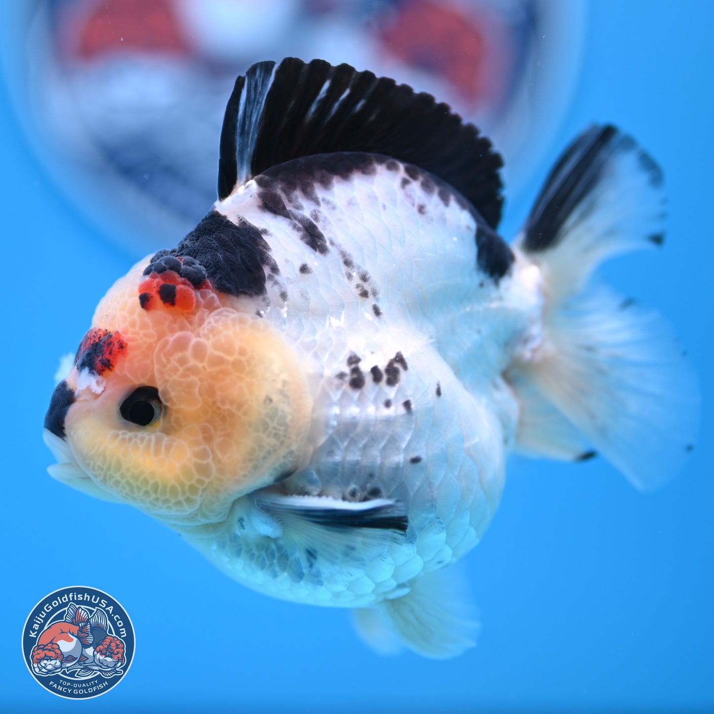 Tricolor YuanBao Oranda 3.5in Body (240816_OR12) - Kaiju Goldfish USA