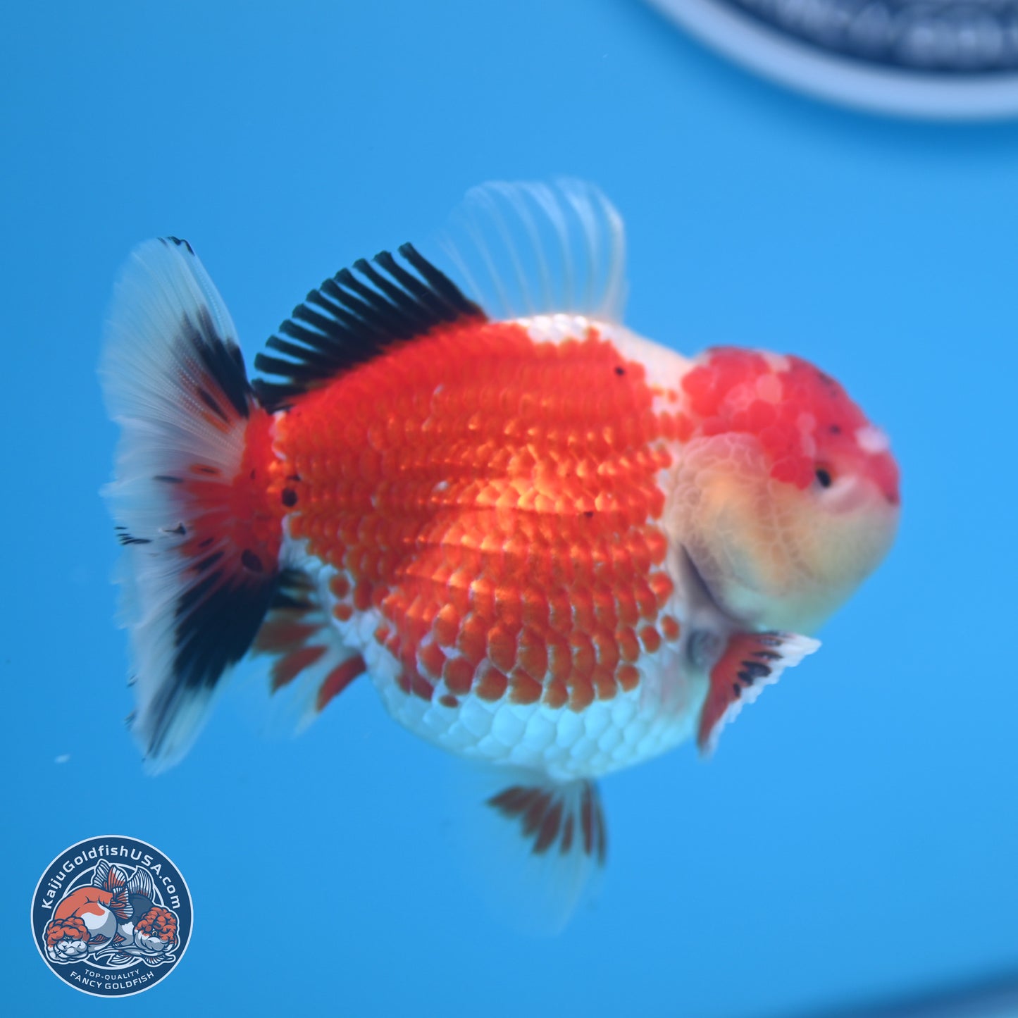 Tricolor Oranda 3.5 inches Body - Male (241227_OR12) - Kaiju Goldfish USA