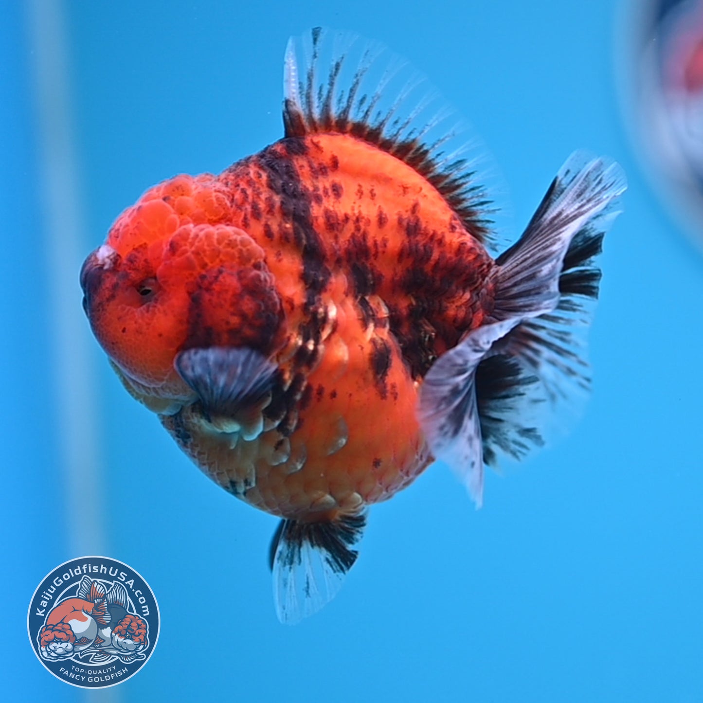 Shogun Tiger Oranda 3.25 inches Body (250530_OR12)
