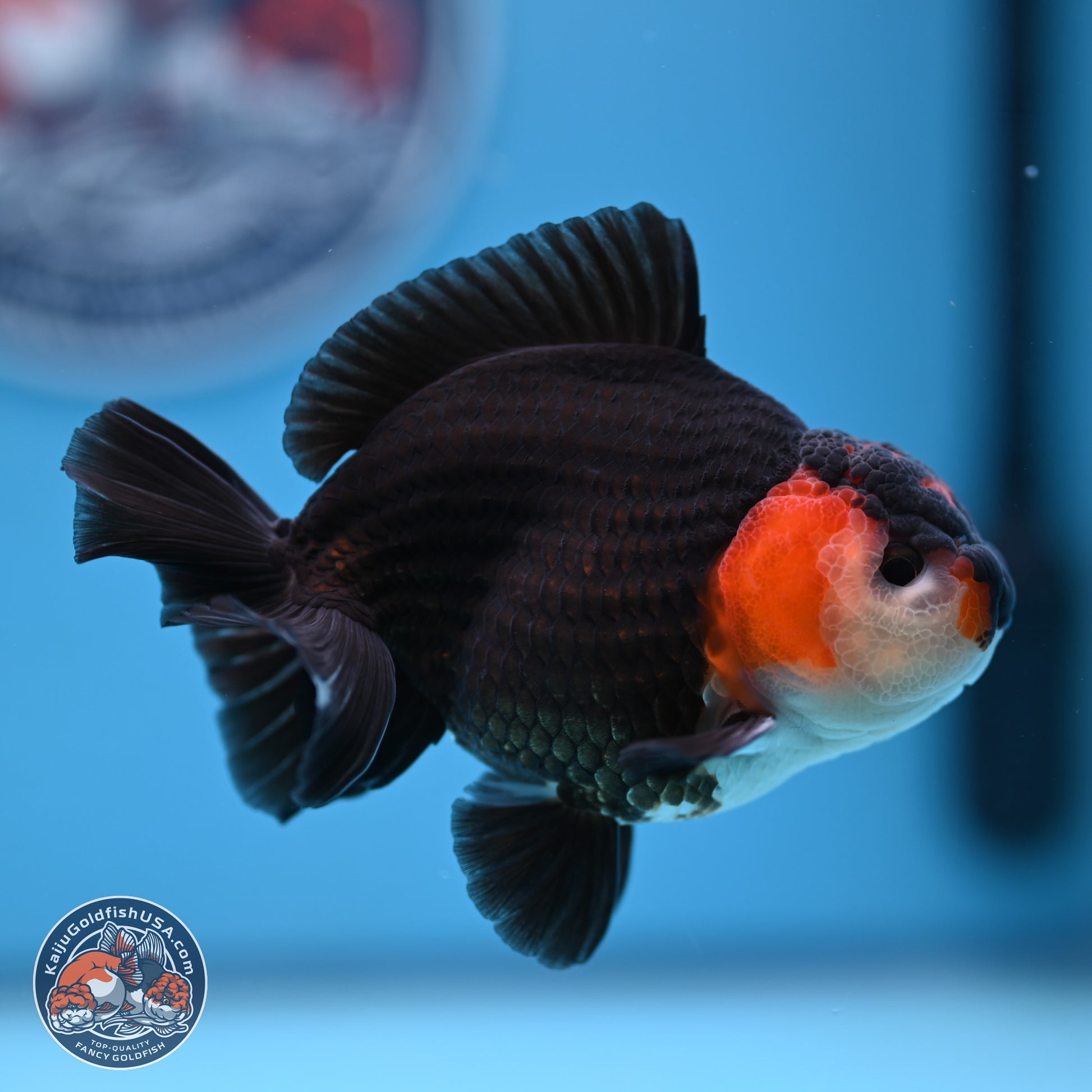 Tricolor Oranda 3.5-4.5 inches (240913_OR12) - Kaiju Goldfish USA