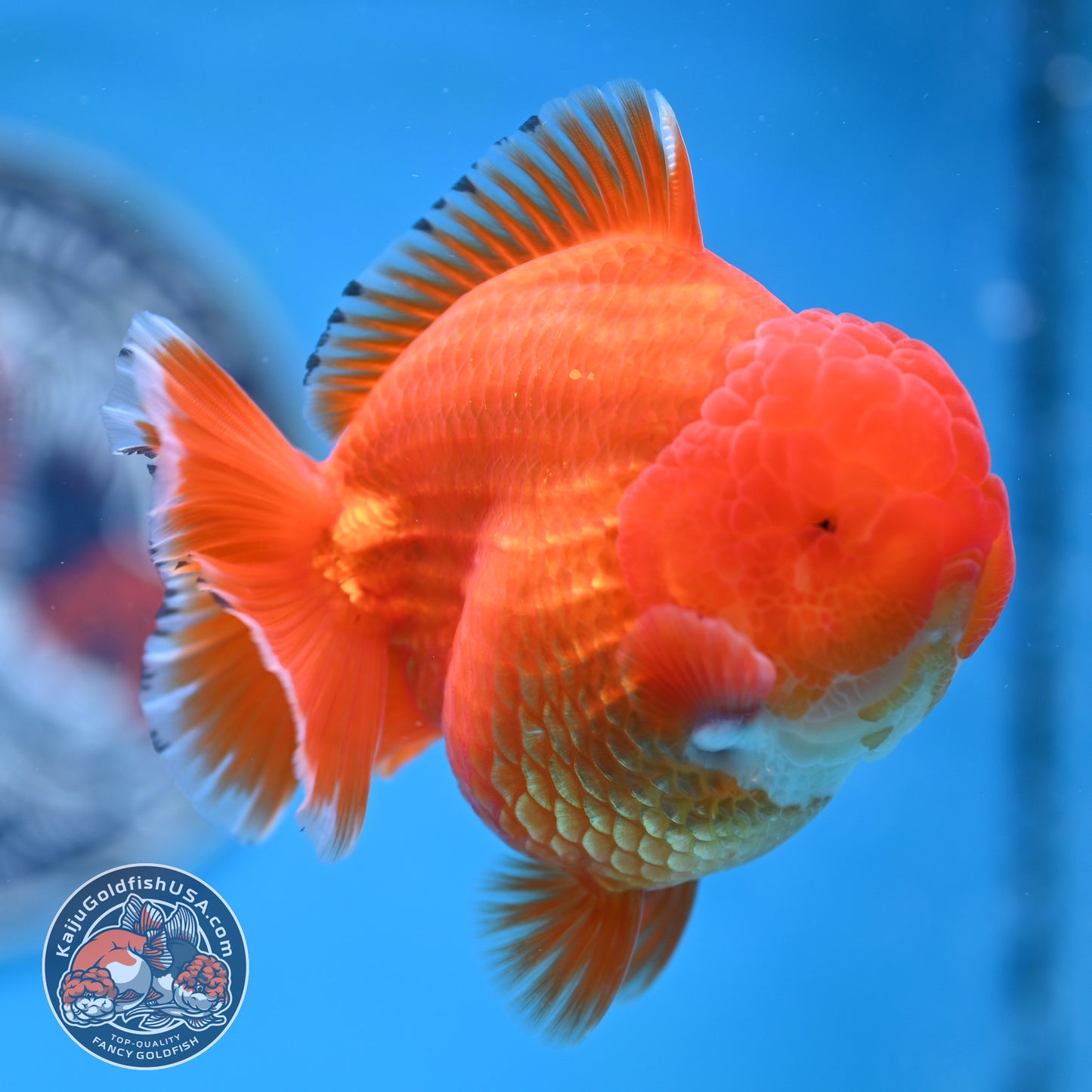 Red White YuanBao Oranda 3.75 inches Body (250516_OR12)