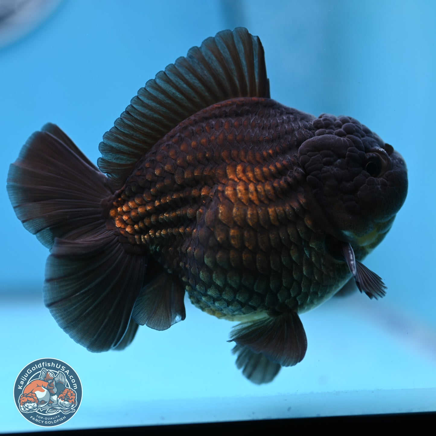 Black YuanBao Oranda 4 inches Body - Male (250307_OR12)