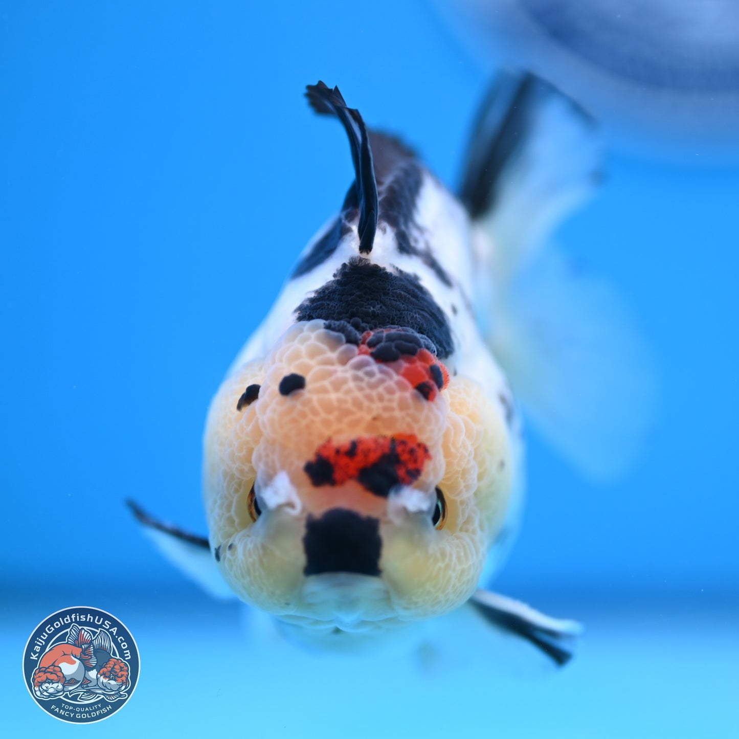 Tricolor YuanBao Oranda 3.5in Body (240816_OR12) - Kaiju Goldfish USA