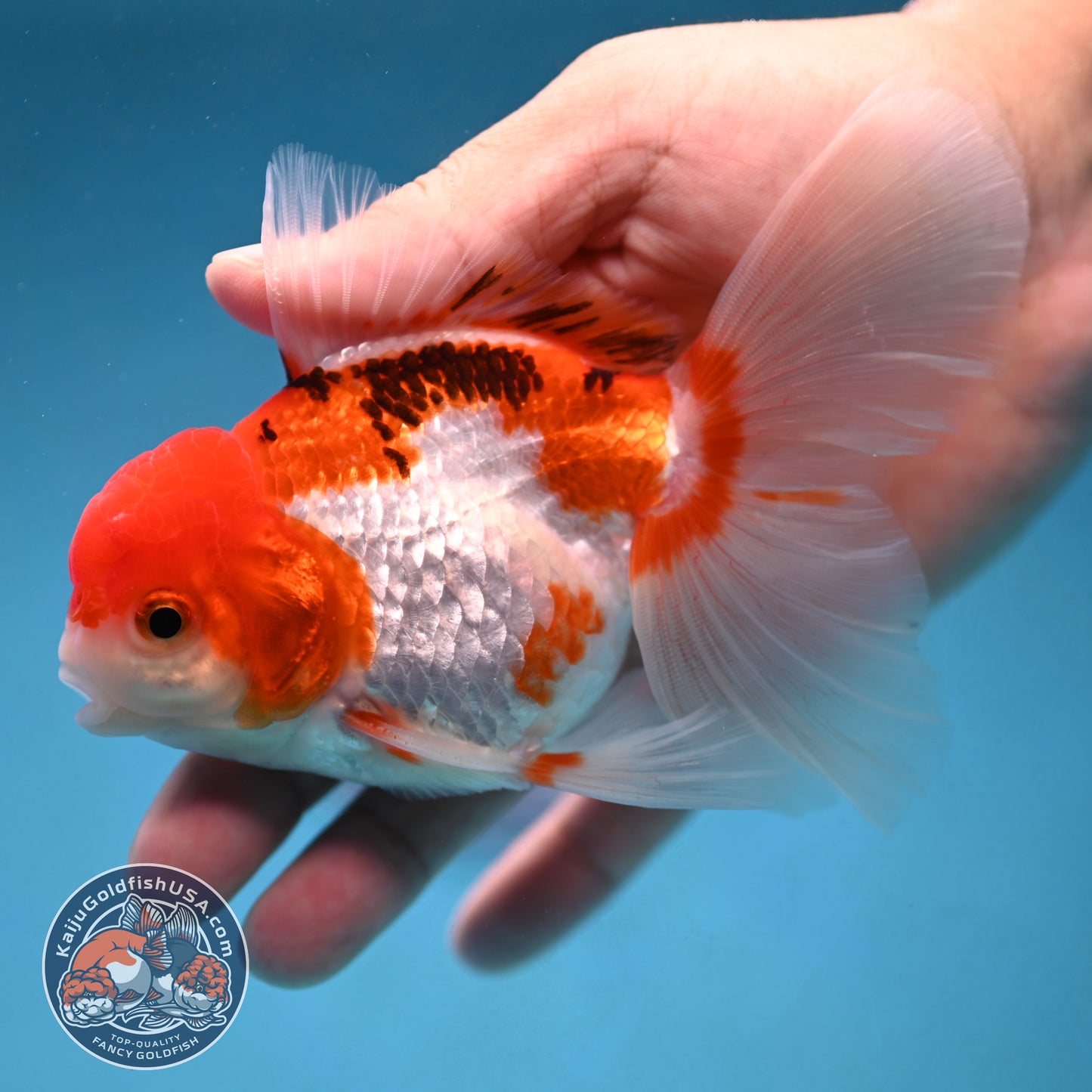 Tricolor Rosetail Oranda 3.5 inch Body (250926_OR12)