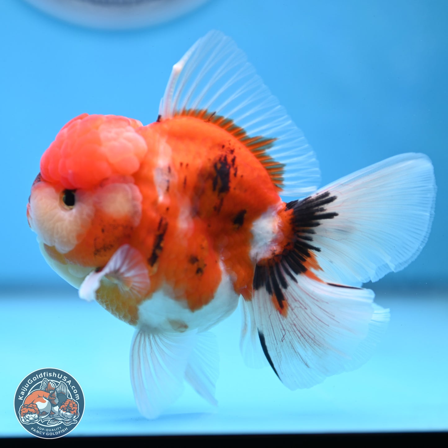 Tricolor Sakura Rose Tail Oranda 3.5 inches Body - Male(250228_OR12)