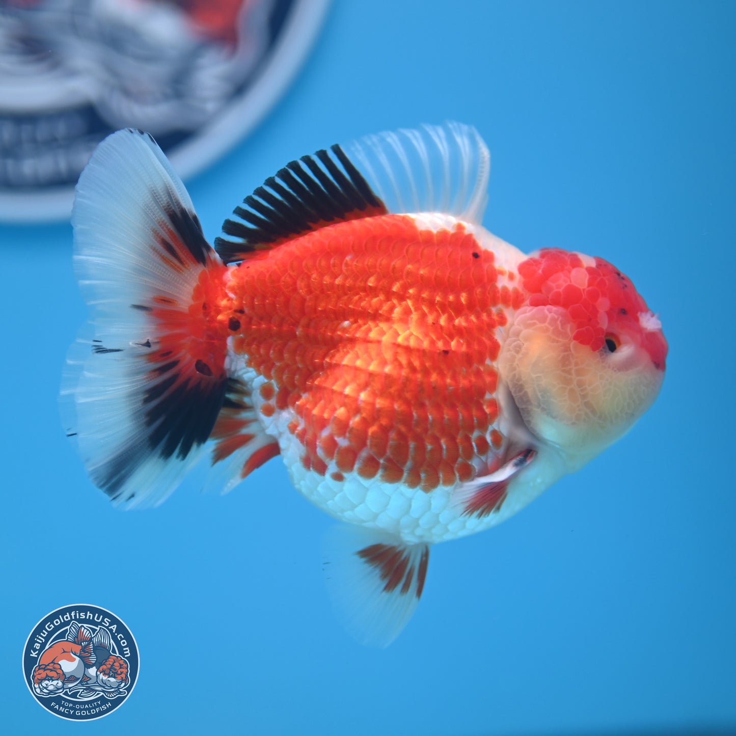 Tricolor Oranda 3.5 inches Body - Male (241227_OR12) - Kaiju Goldfish USA