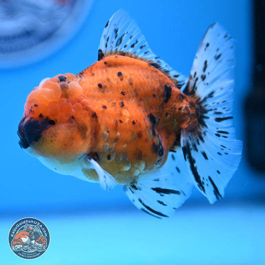 Shogun Tiger Rose Tail Oranda 3.5in Body (240802_OR12) - Kaiju Goldfish USA