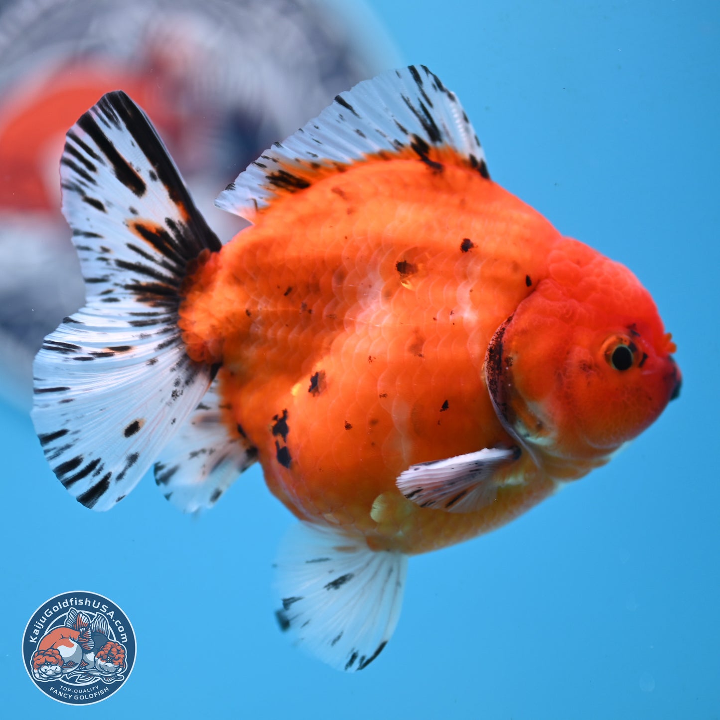 Shogun Tricolor Sakura Oranda 3.75 inches Body - Male (250131_OR12)