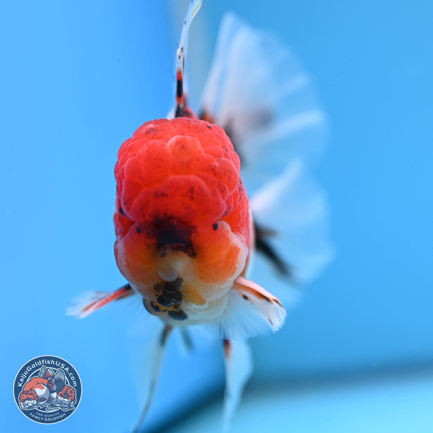 Tricolor Sakura Rose Tail Oranda 3.5 inches Body - Male (250314_OR12)