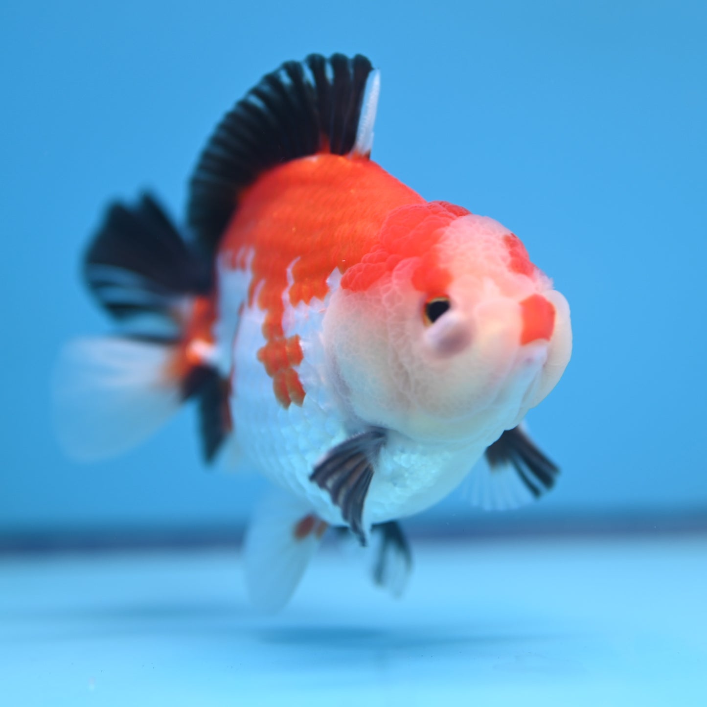 Tricolor Oranda 3.5-4 inches (241011_OR12) - Kaiju Goldfish USA