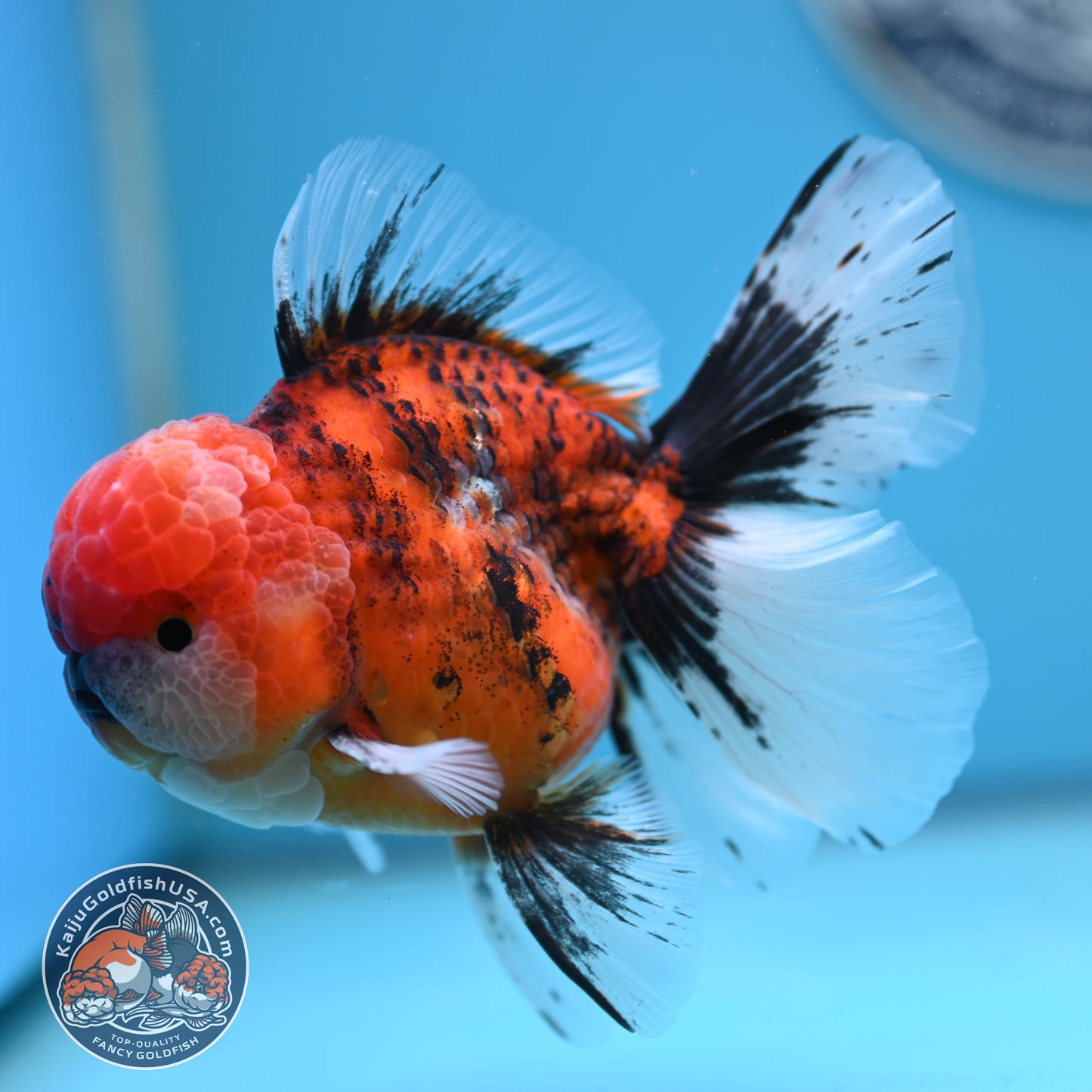 Tricolor Tiger Rose Tail Oranda 4 inches Body (250502_OR12)