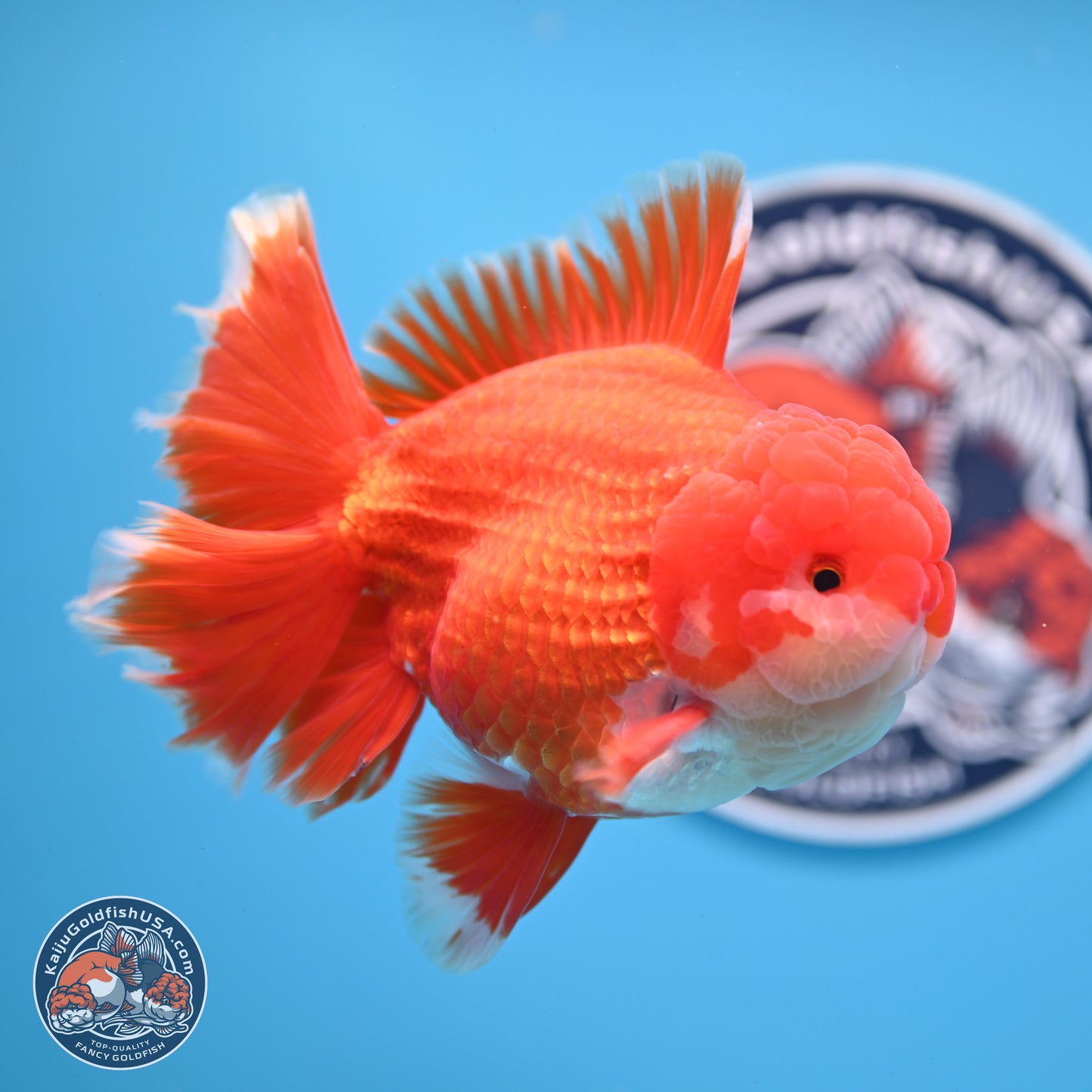 SHOW GRADE - Red White Orchid Tail Oranda 4.5 inches Body - Male (250214_OR12)